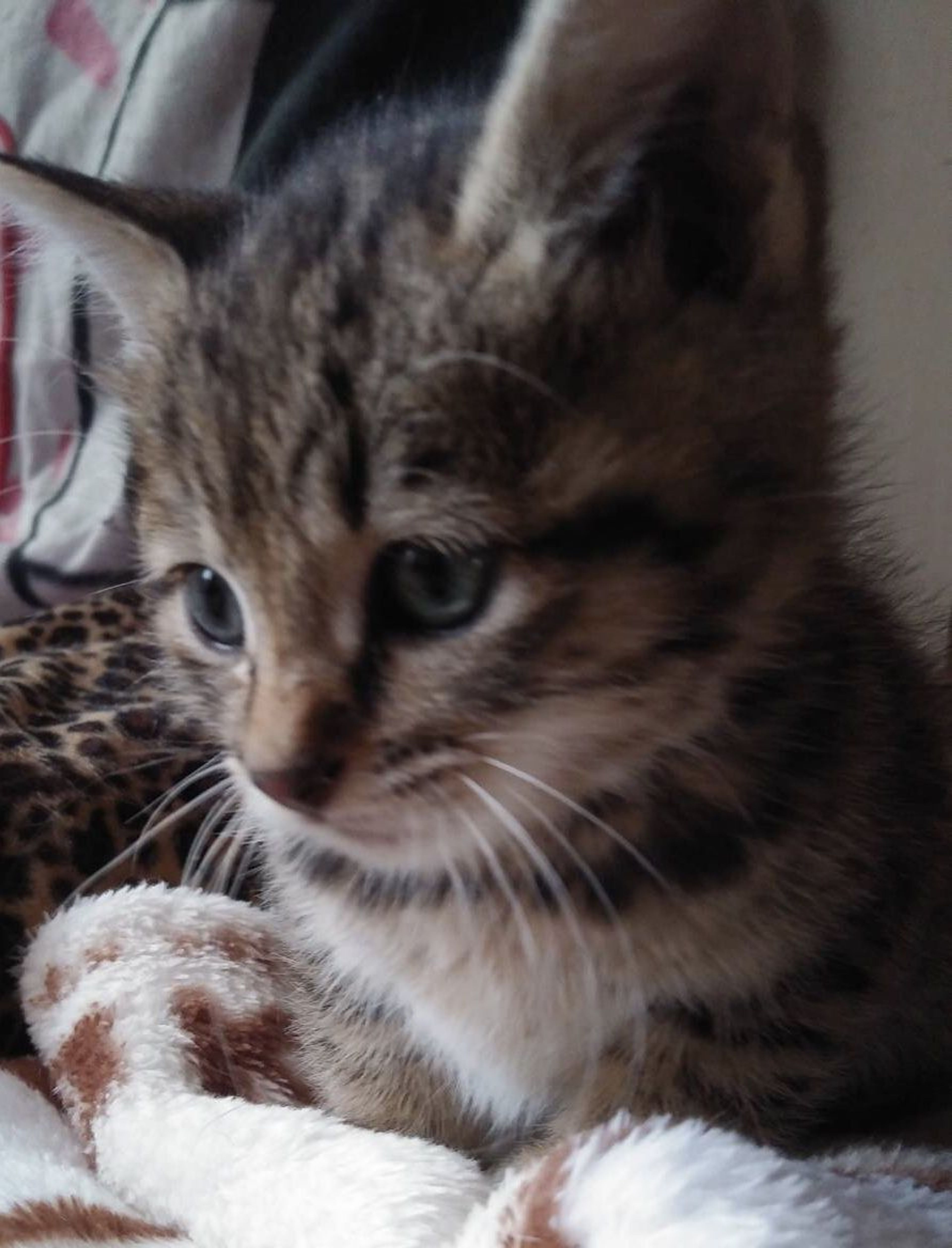pet-image-2