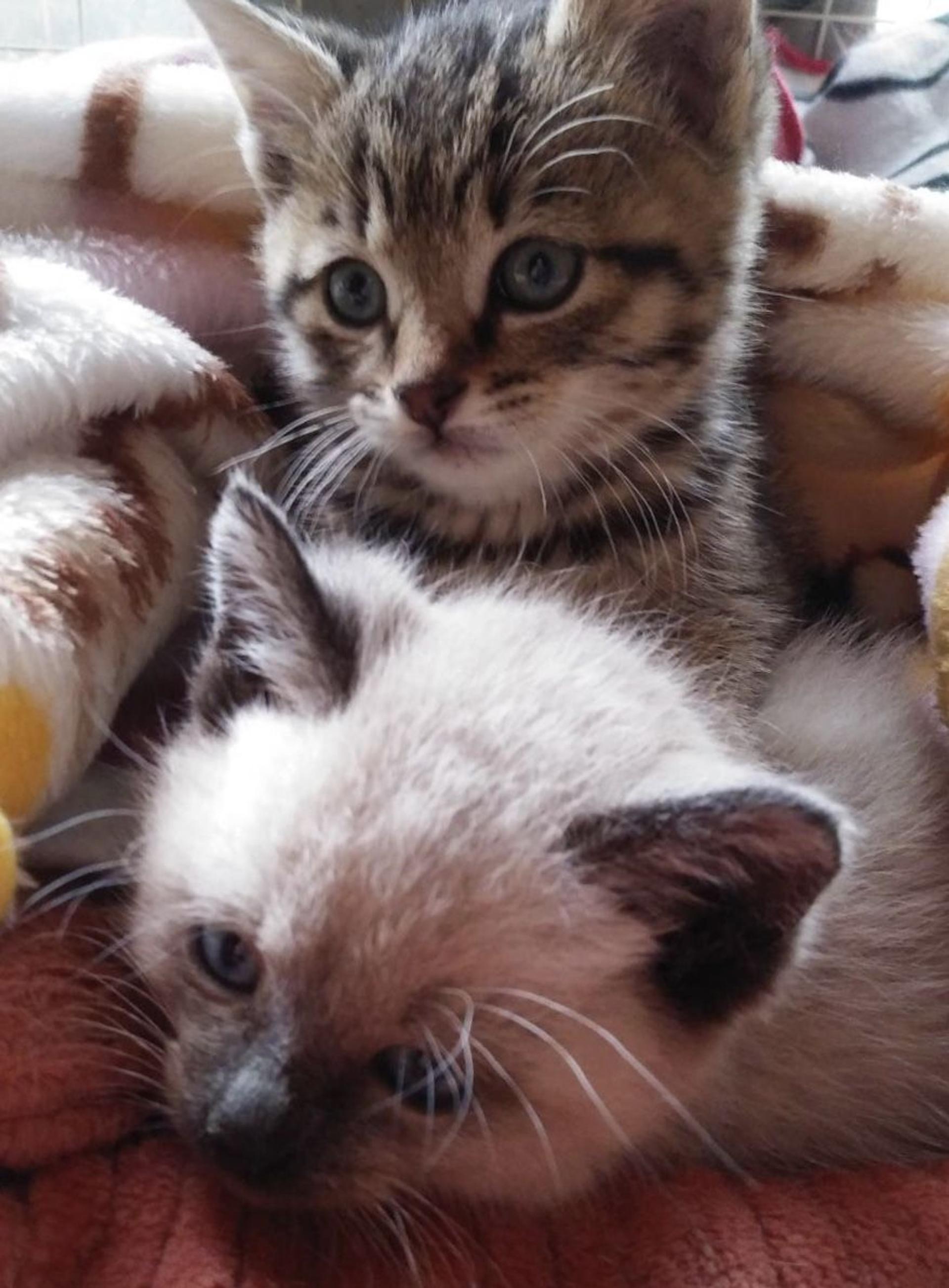 pet-image-5
