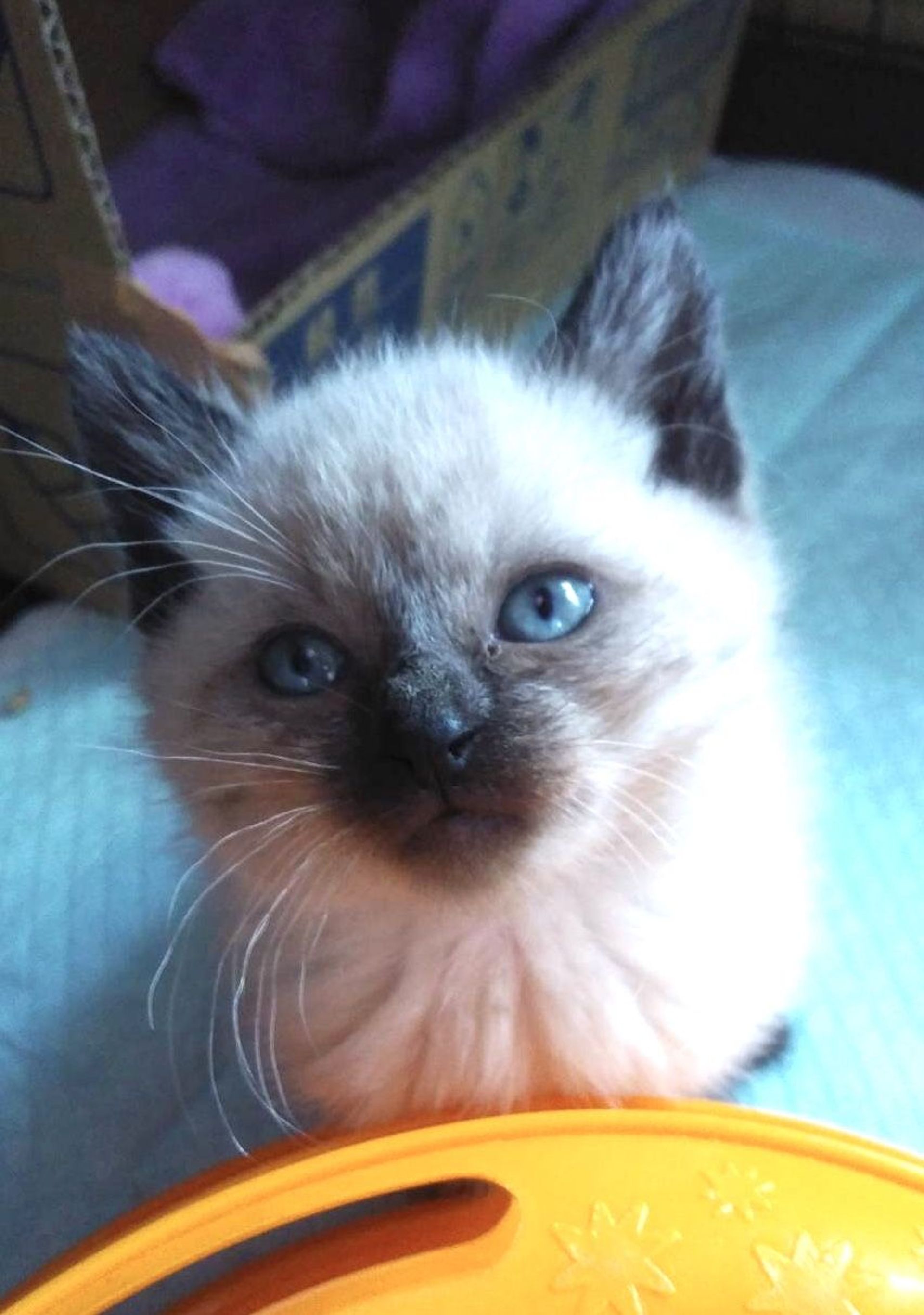 雑種（ミックス猫）・メスの里親募集の写真