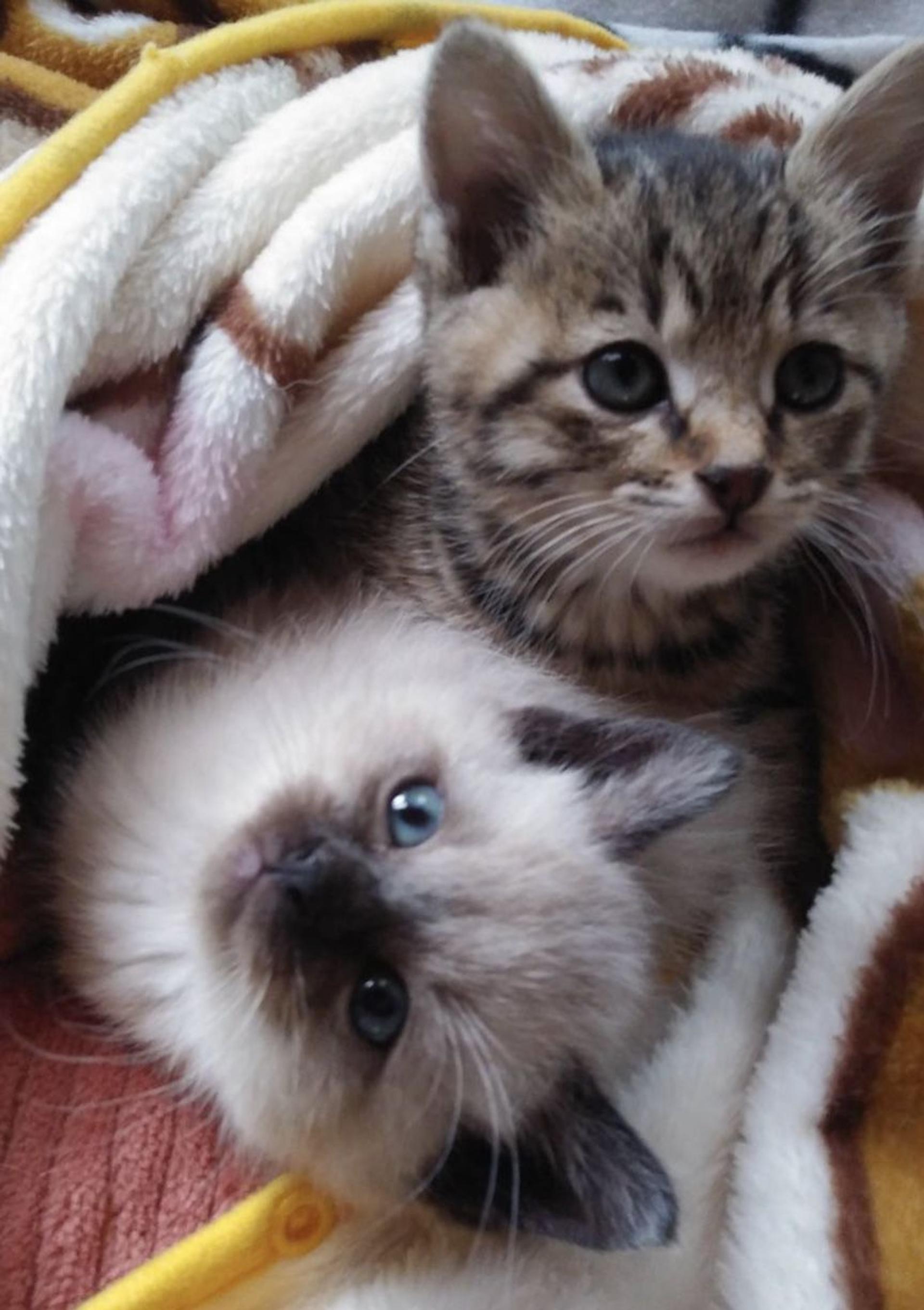 pet-image-4