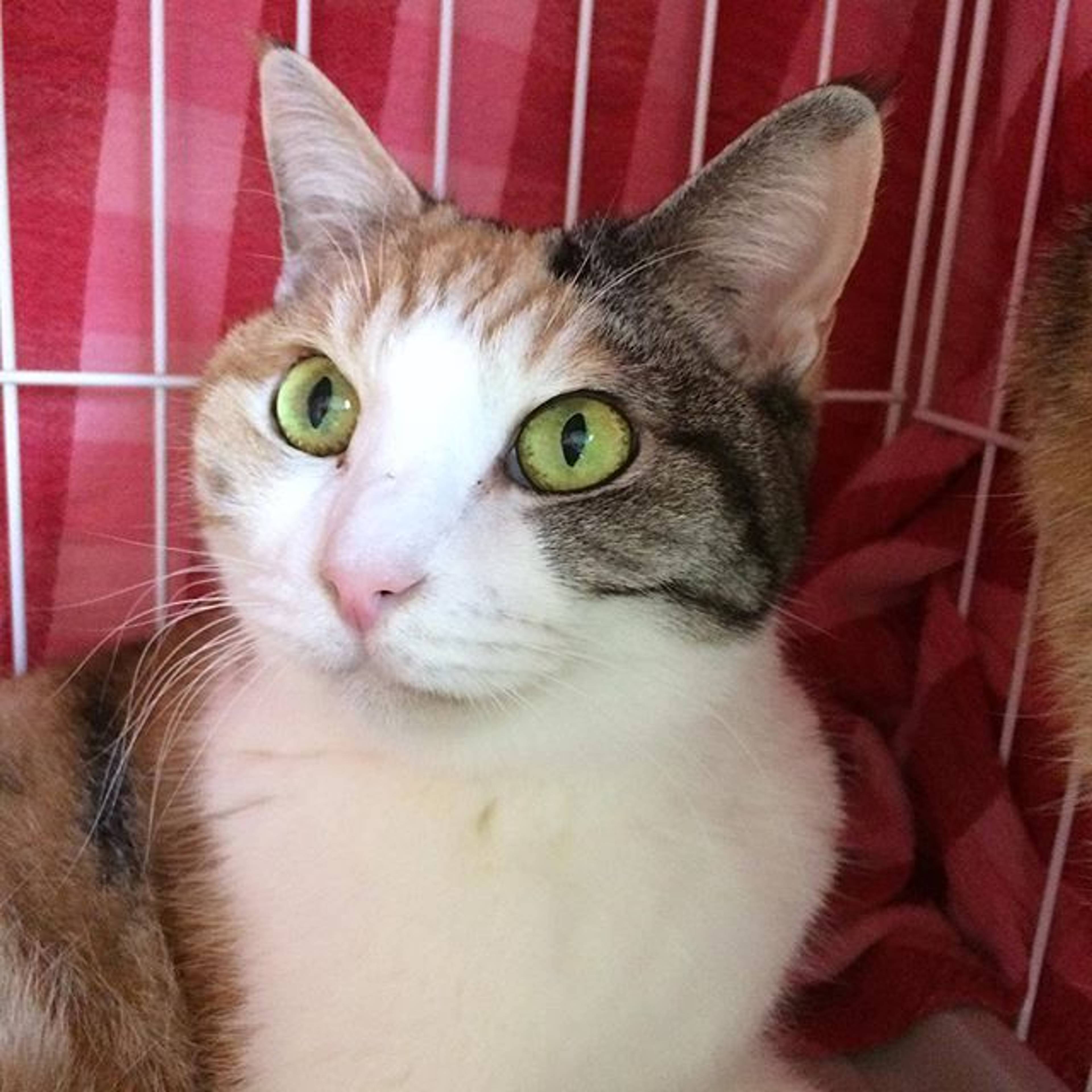 雑種（ミックス猫）・メスの里親募集の写真