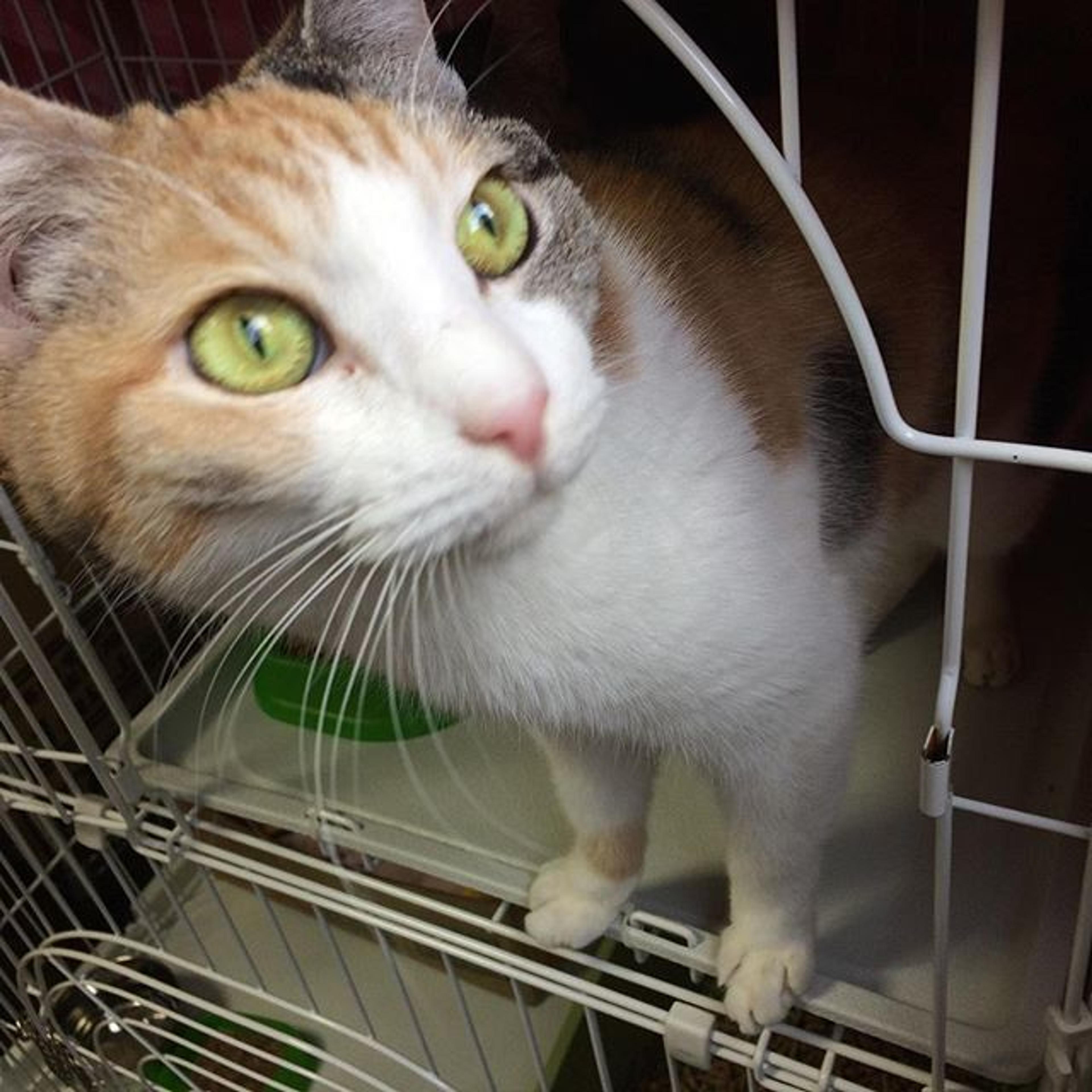 pet-image-3