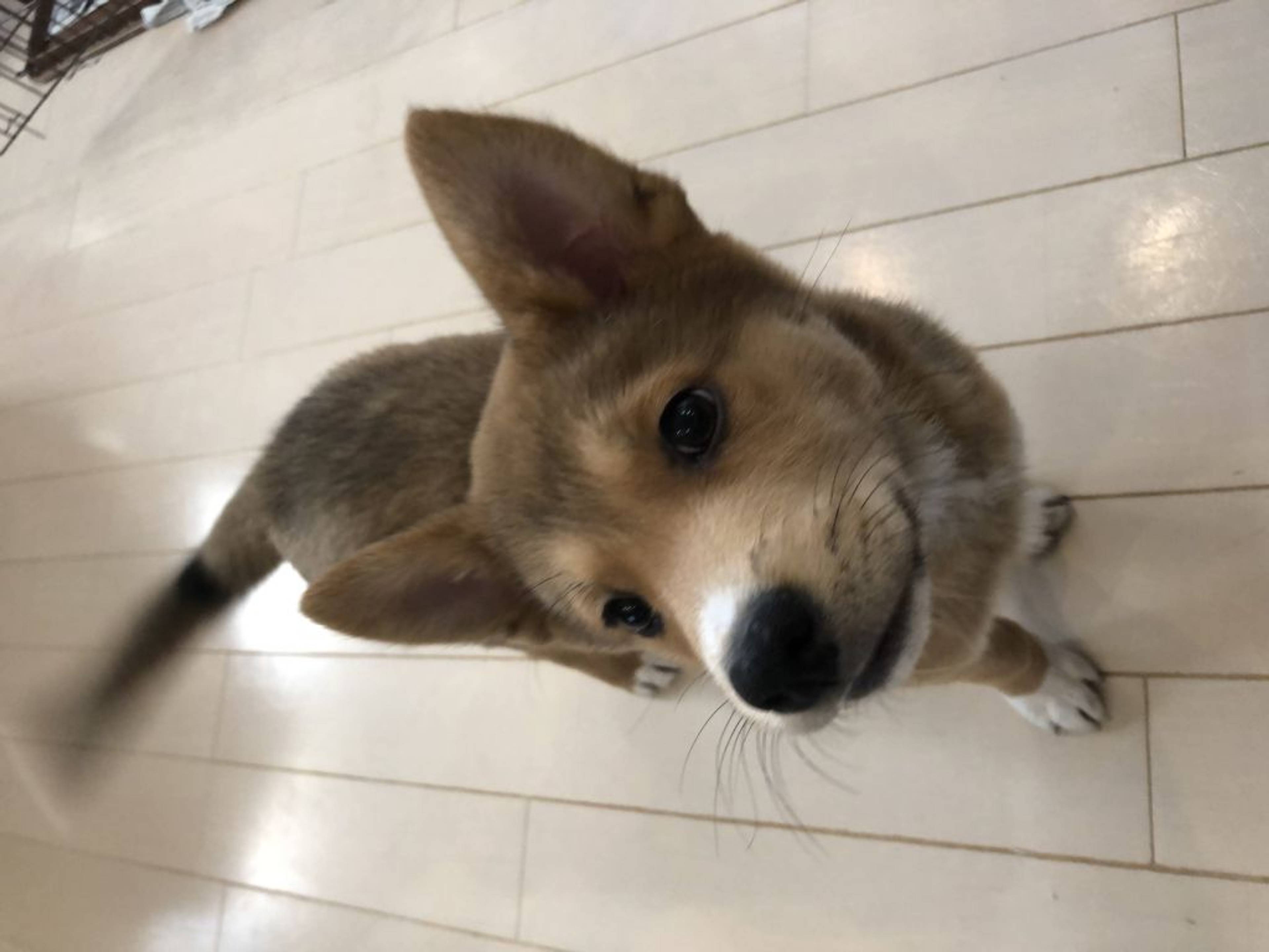 雑種（ミックス犬）・オスの里親募集の写真