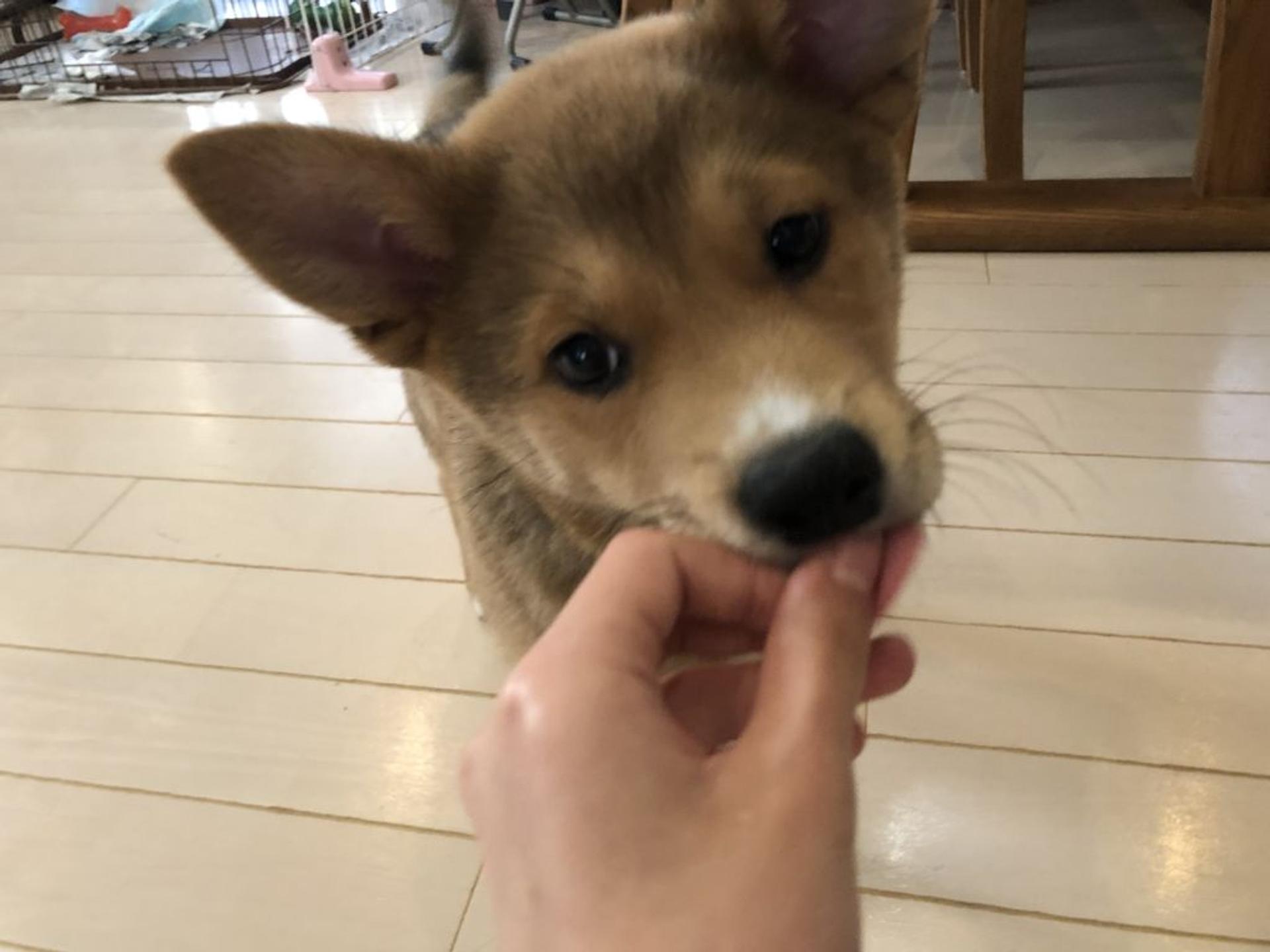pet-image-2