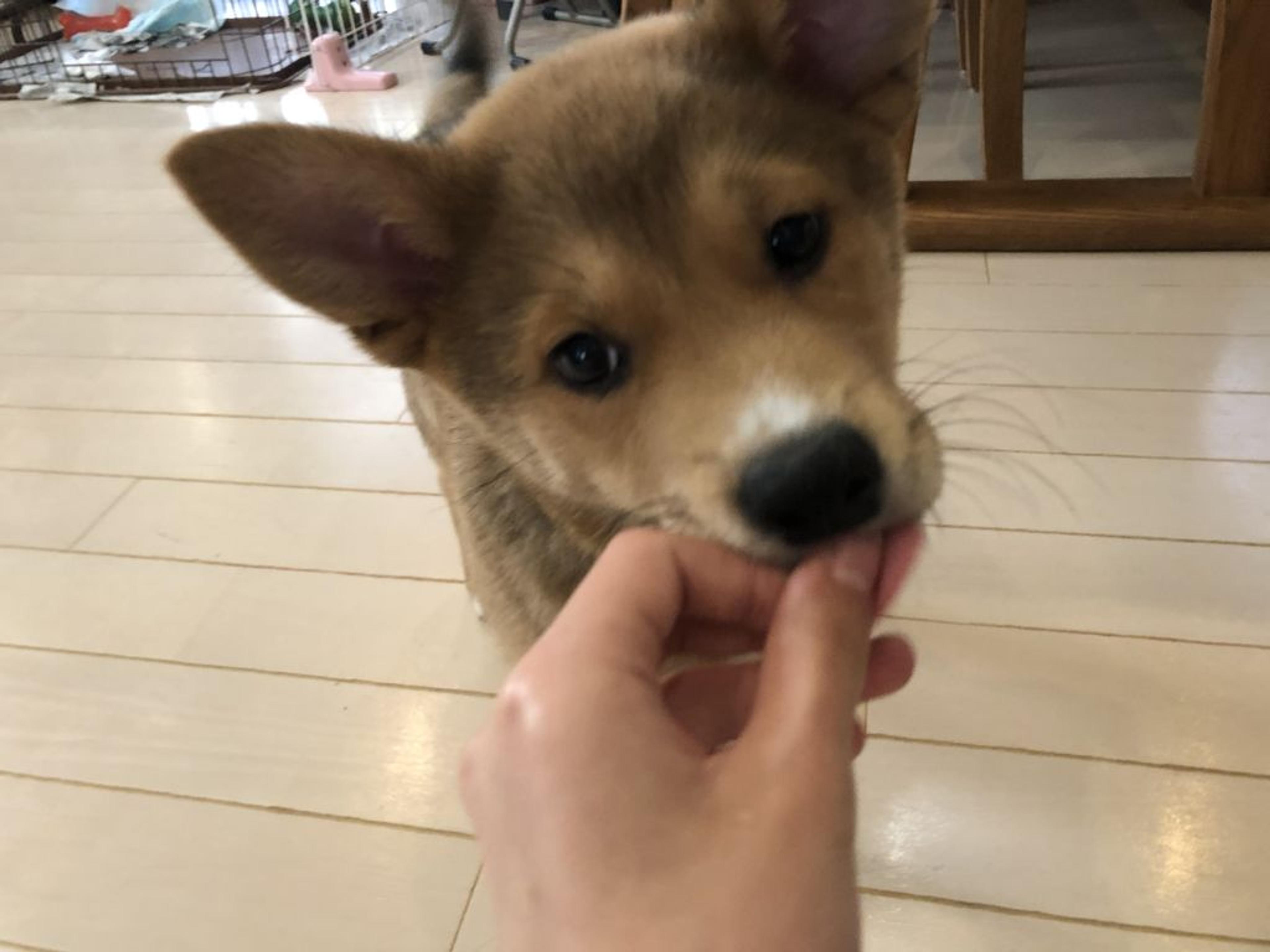 pet-image-2