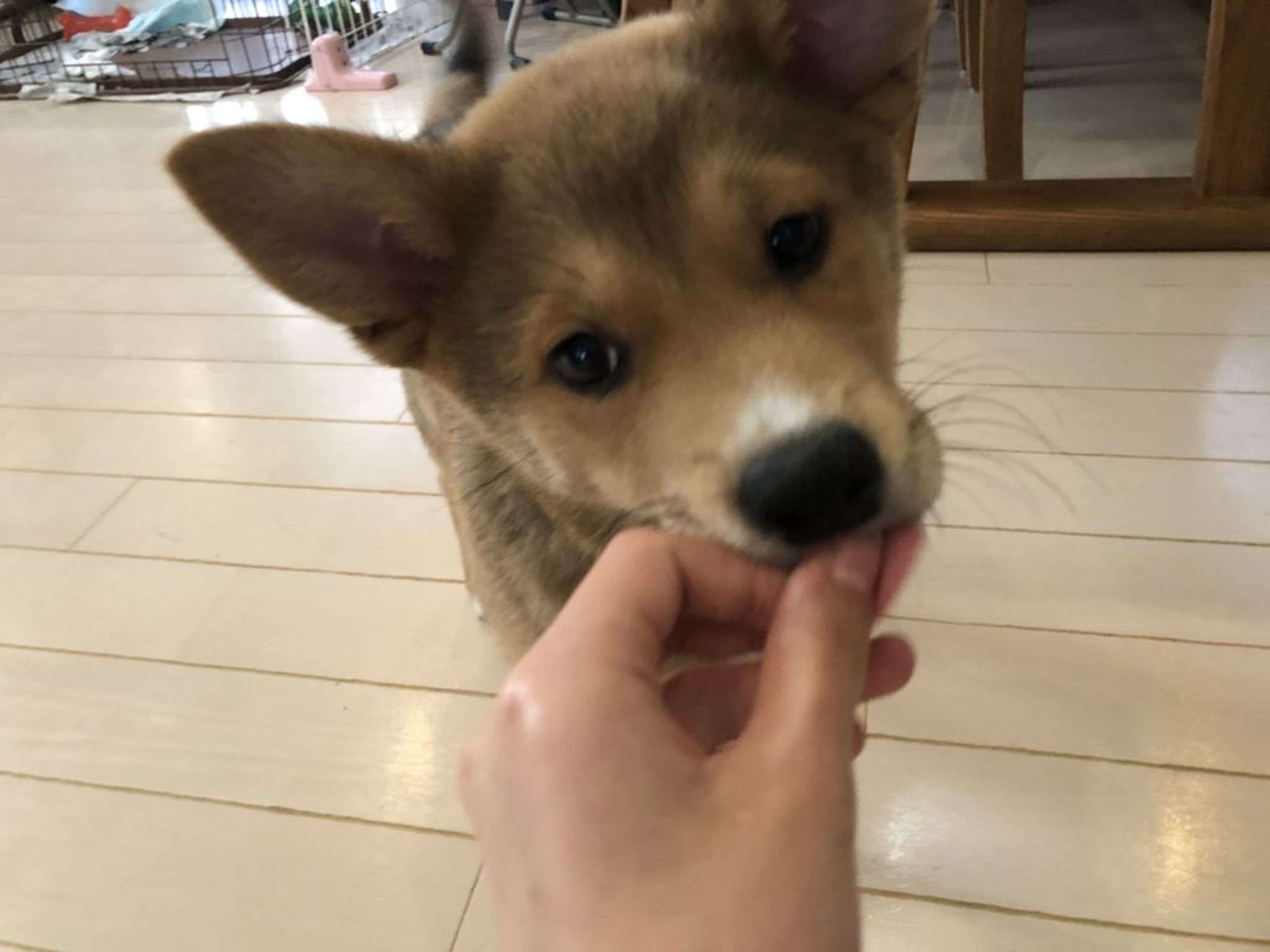pet-image-2