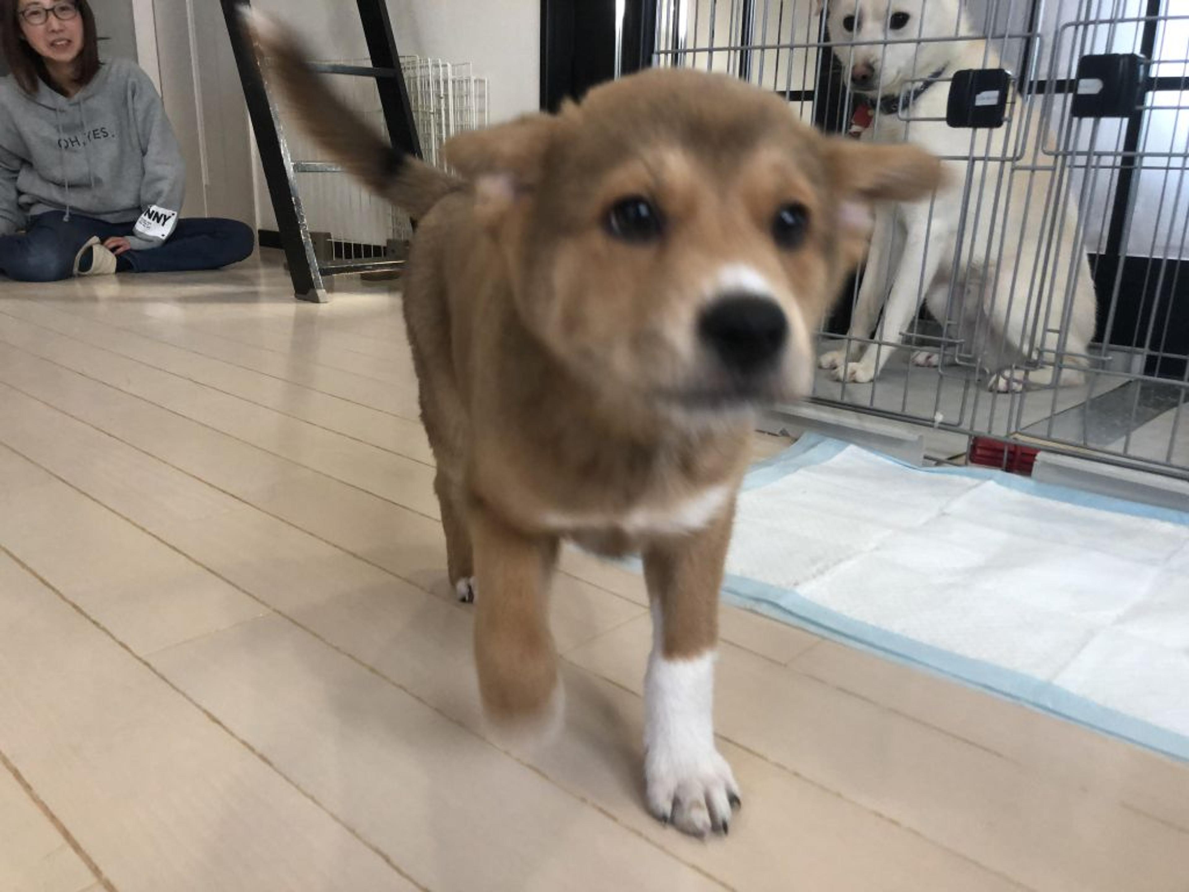 pet-image-3