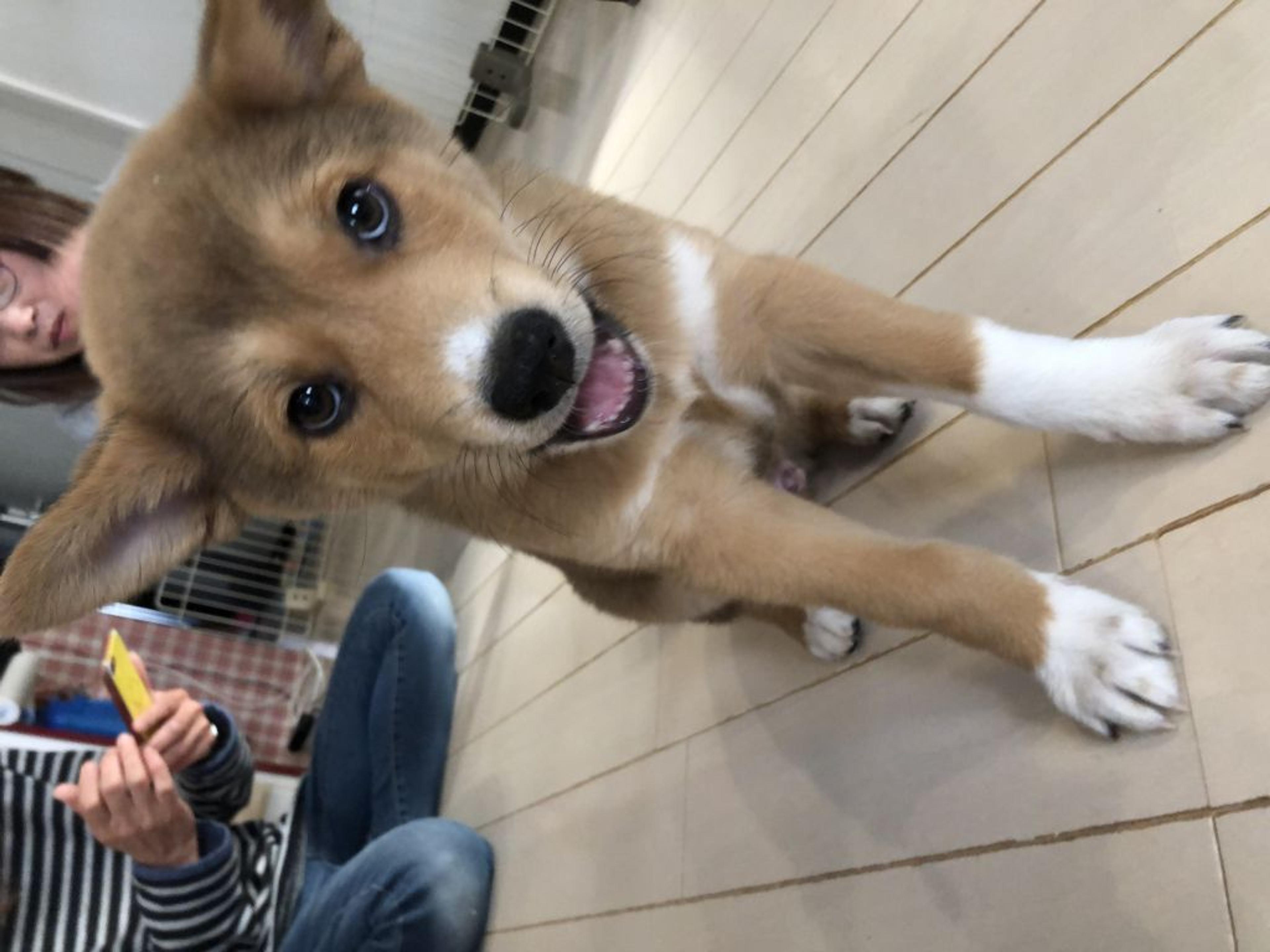 pet-image-4