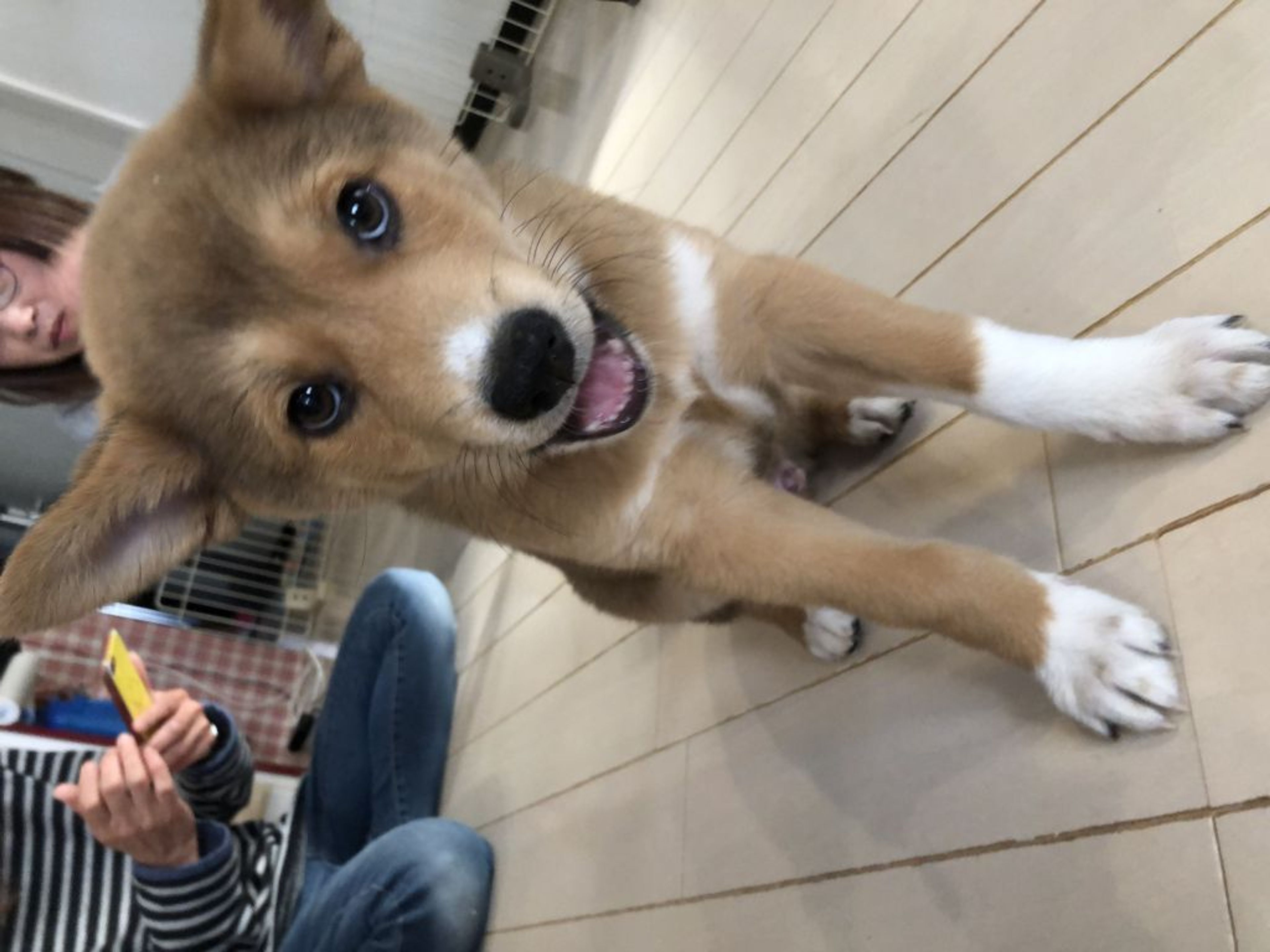 pet-image-4