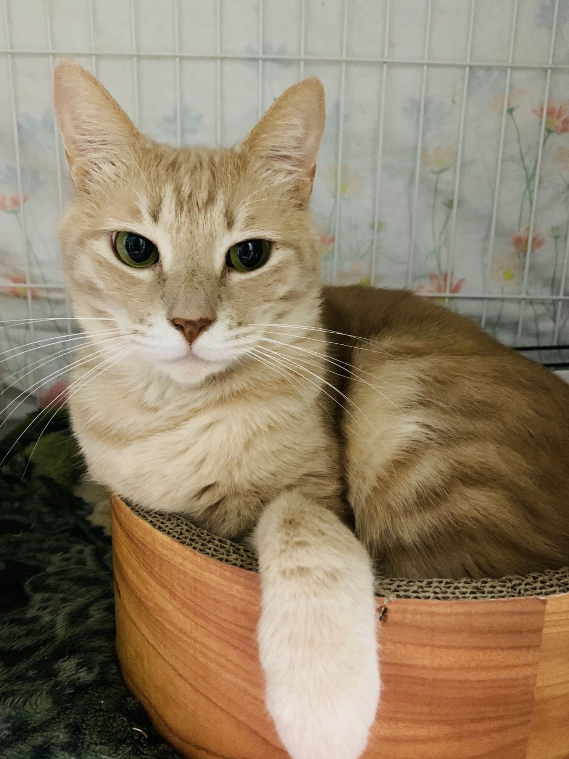 雑種（ミックス猫）・オスの里親募集の写真