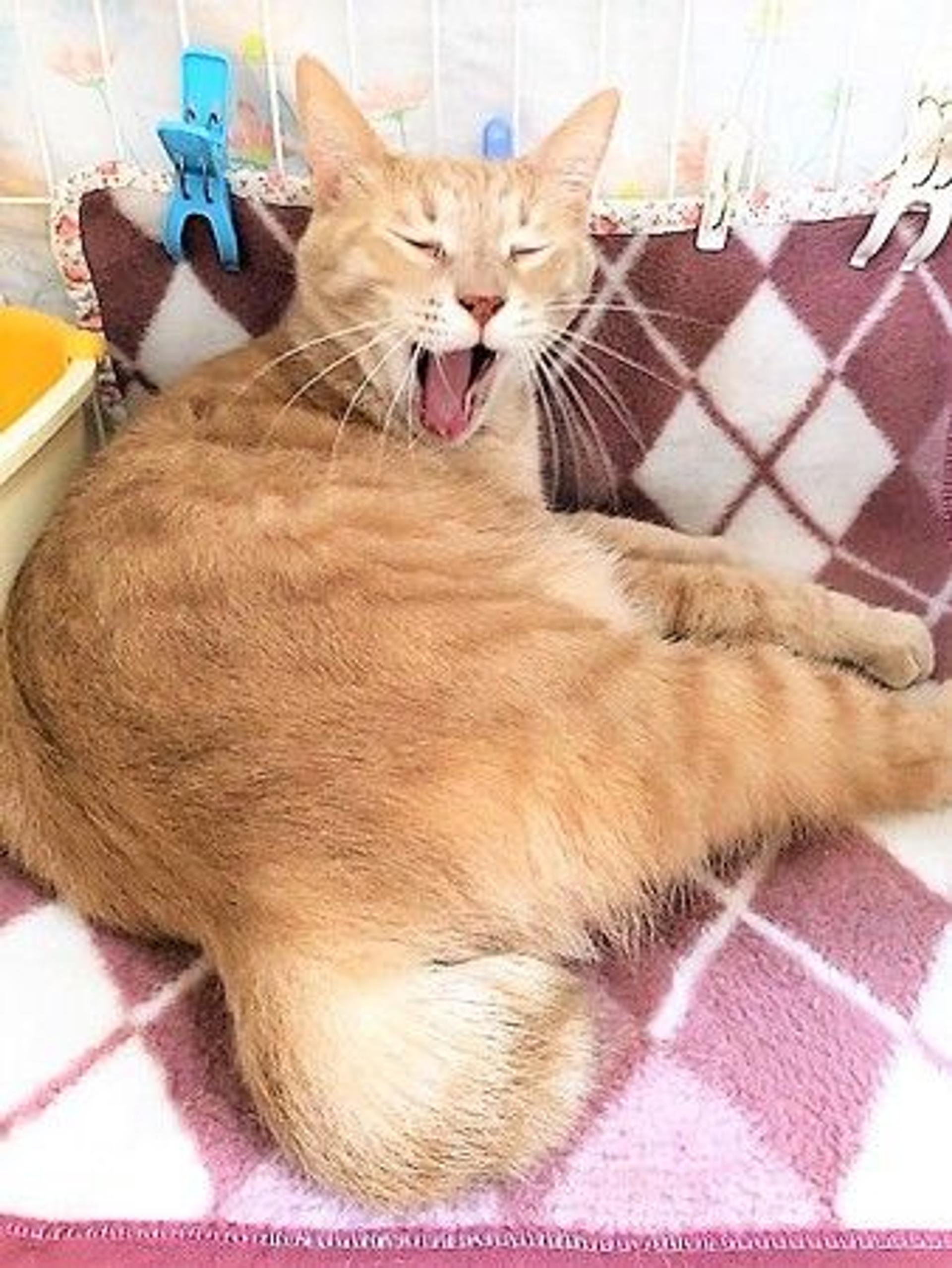 pet-image-6