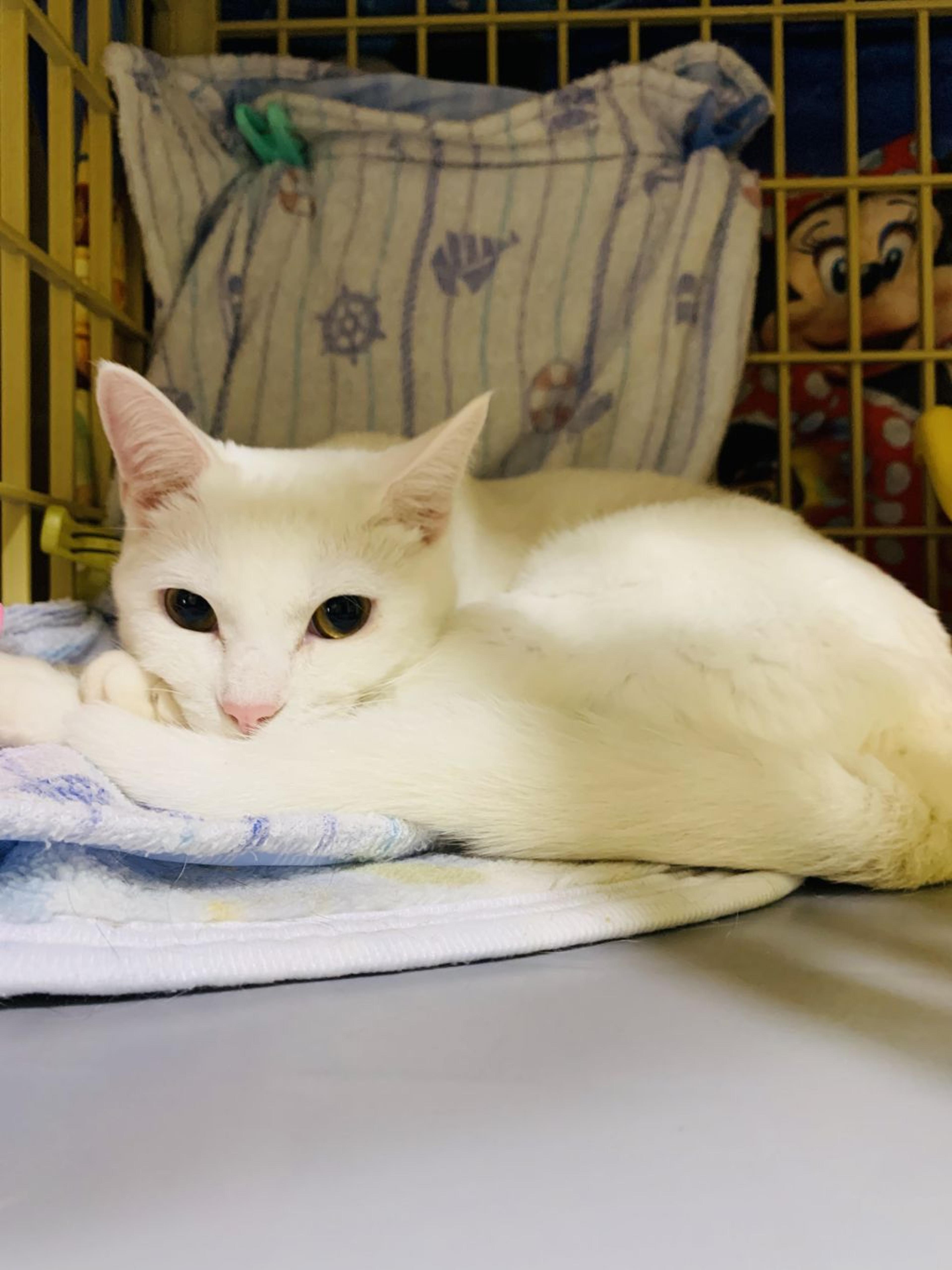 pet-image-2