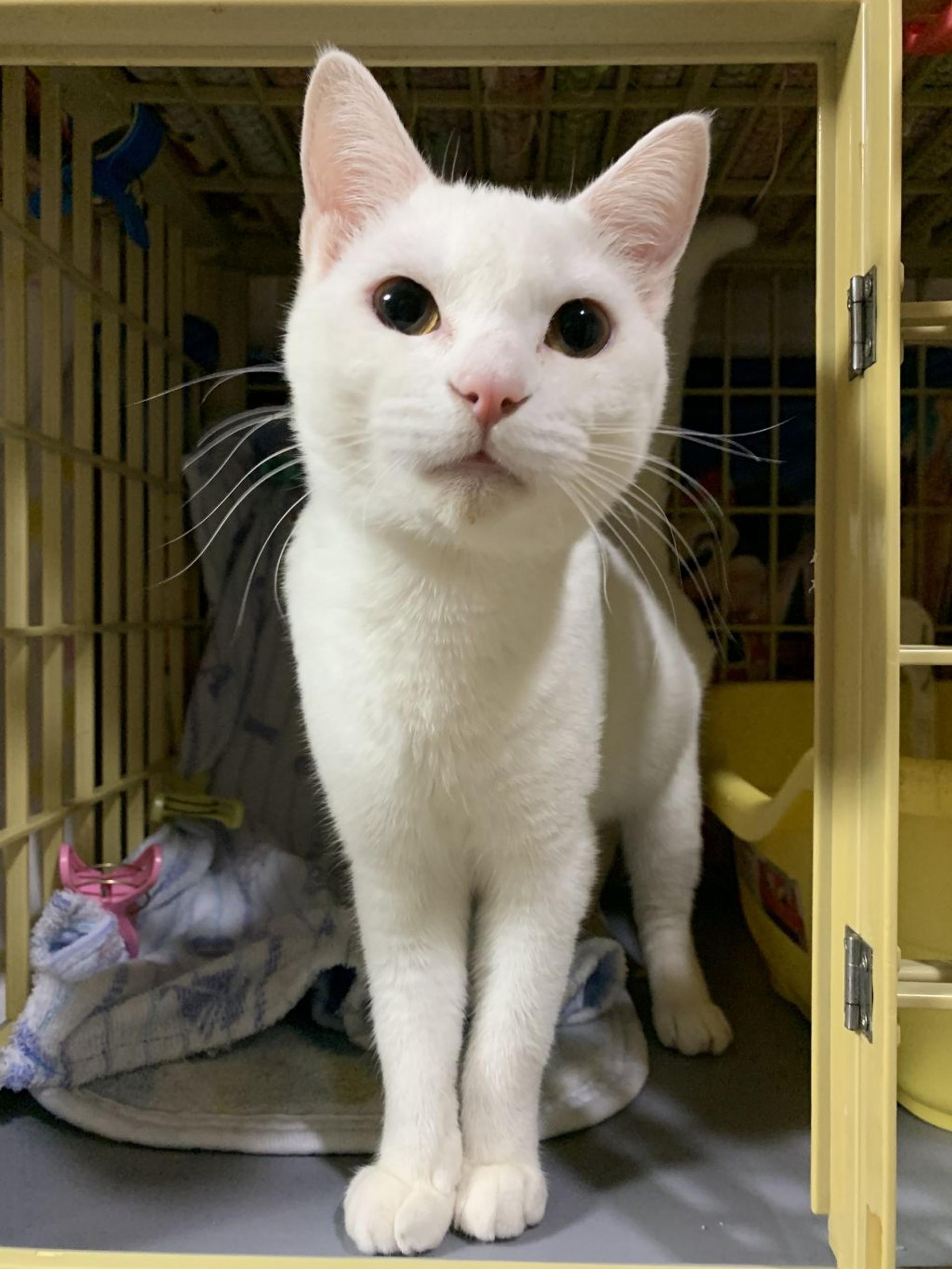 pet-image-3
