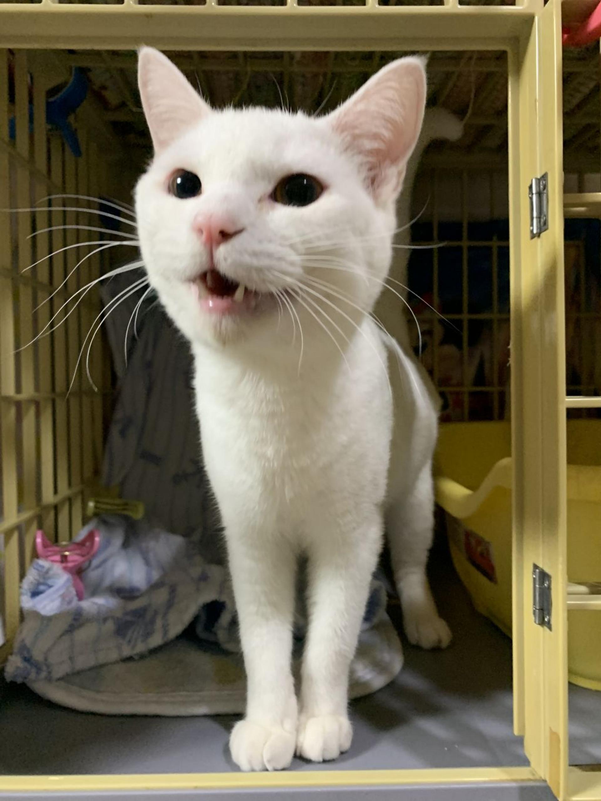 pet-image-4
