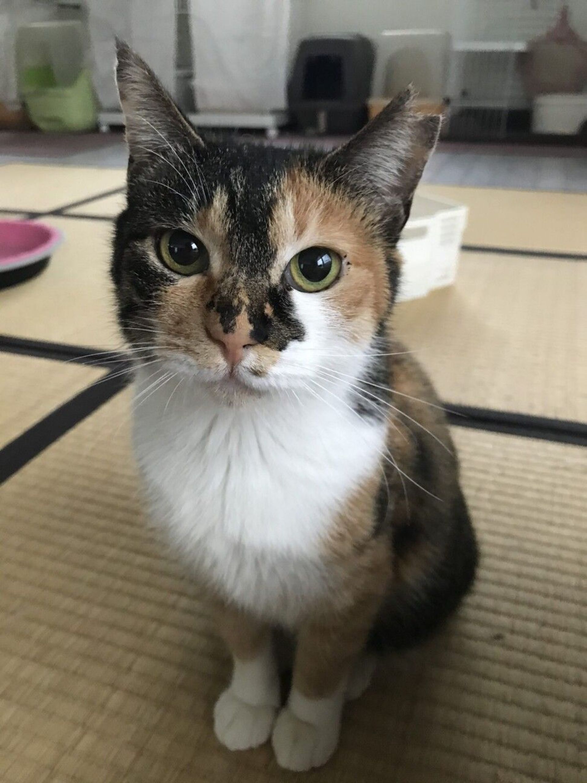 雑種（ミックス猫）・メスの里親募集の写真
