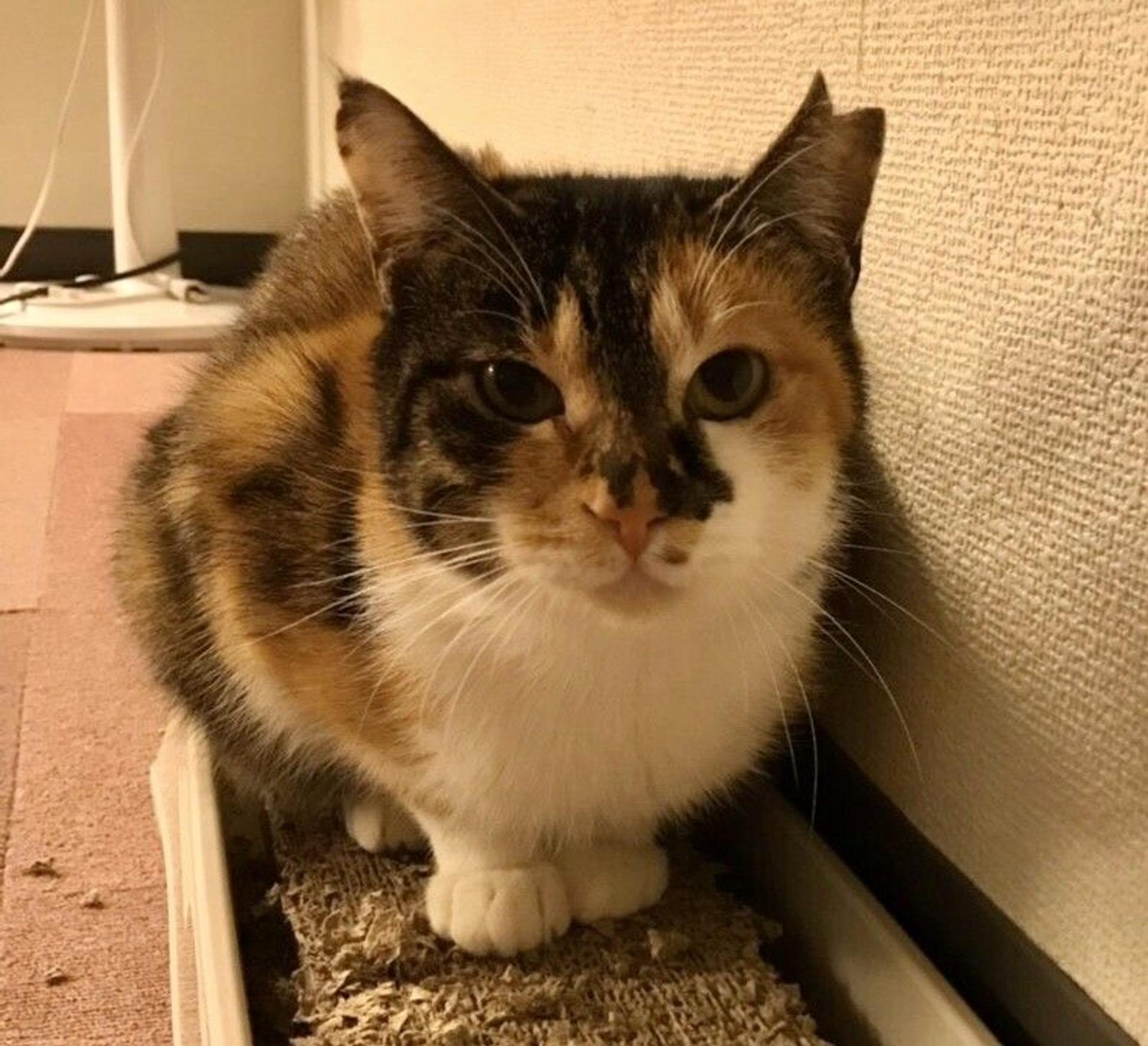 pet-image-5