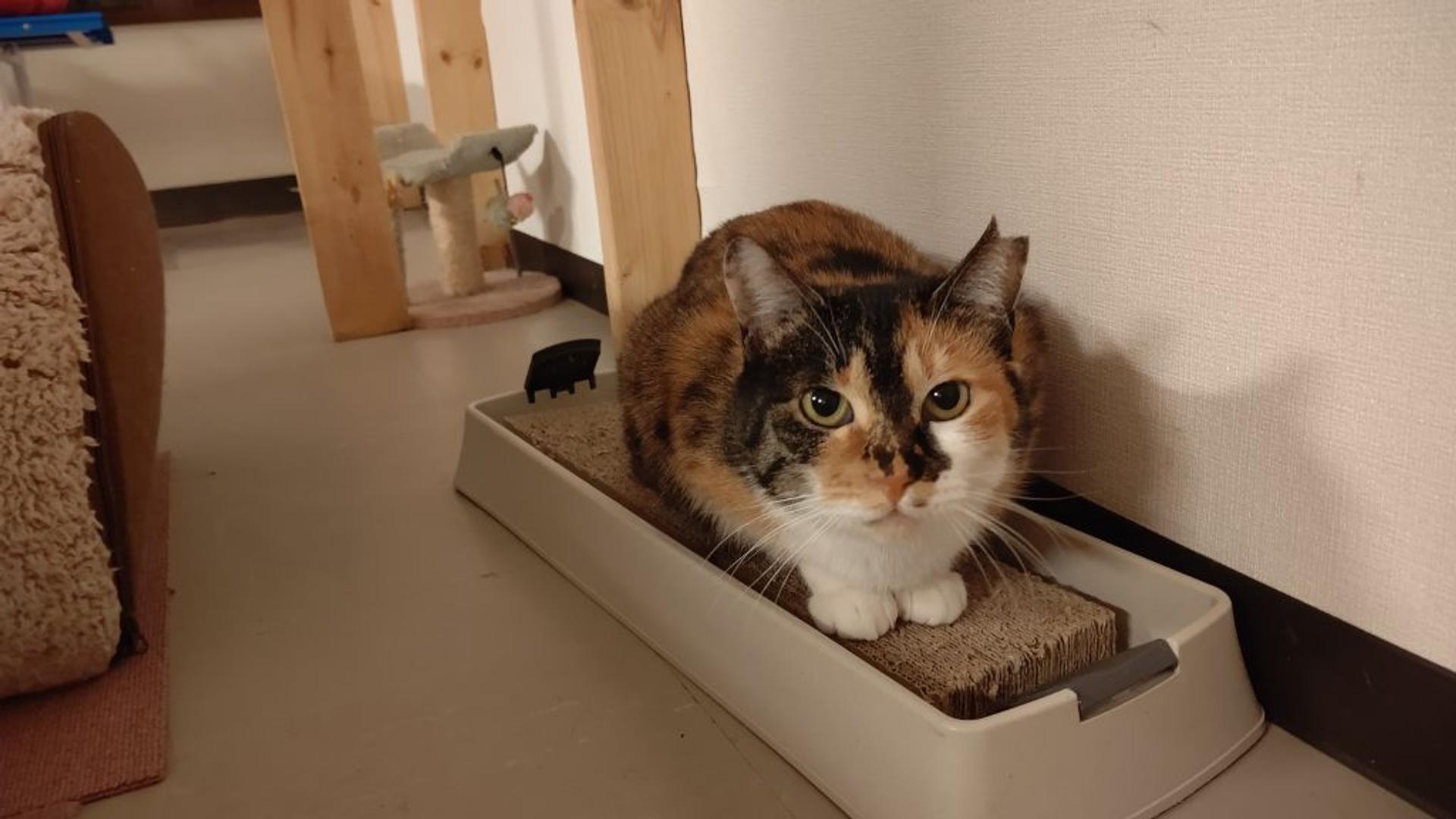 pet-image-2