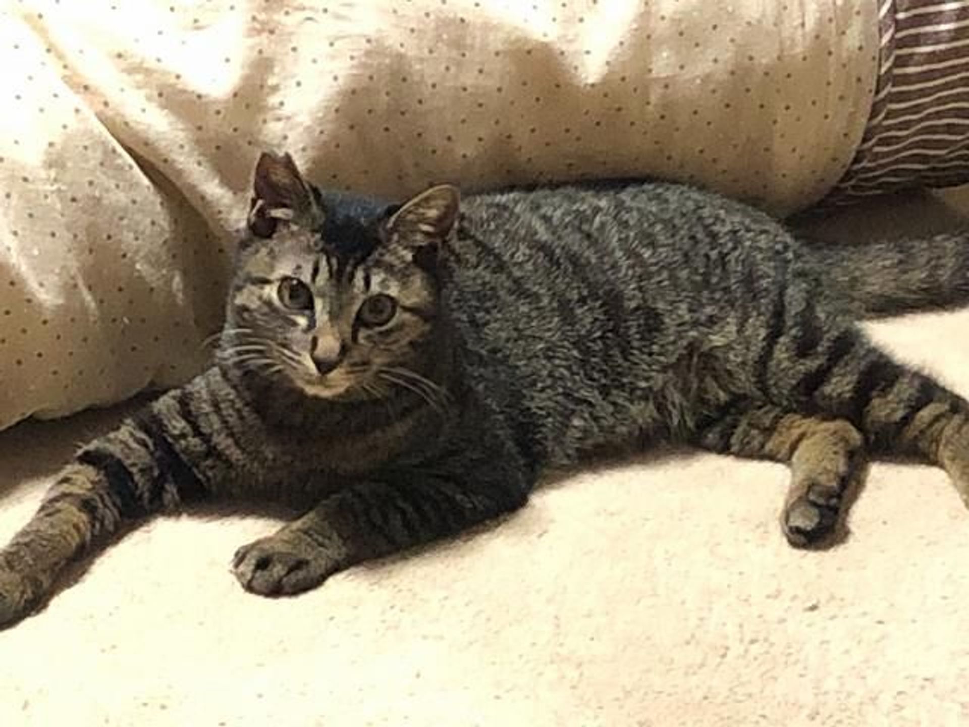 雑種（ミックス猫）・オスの里親募集の写真
