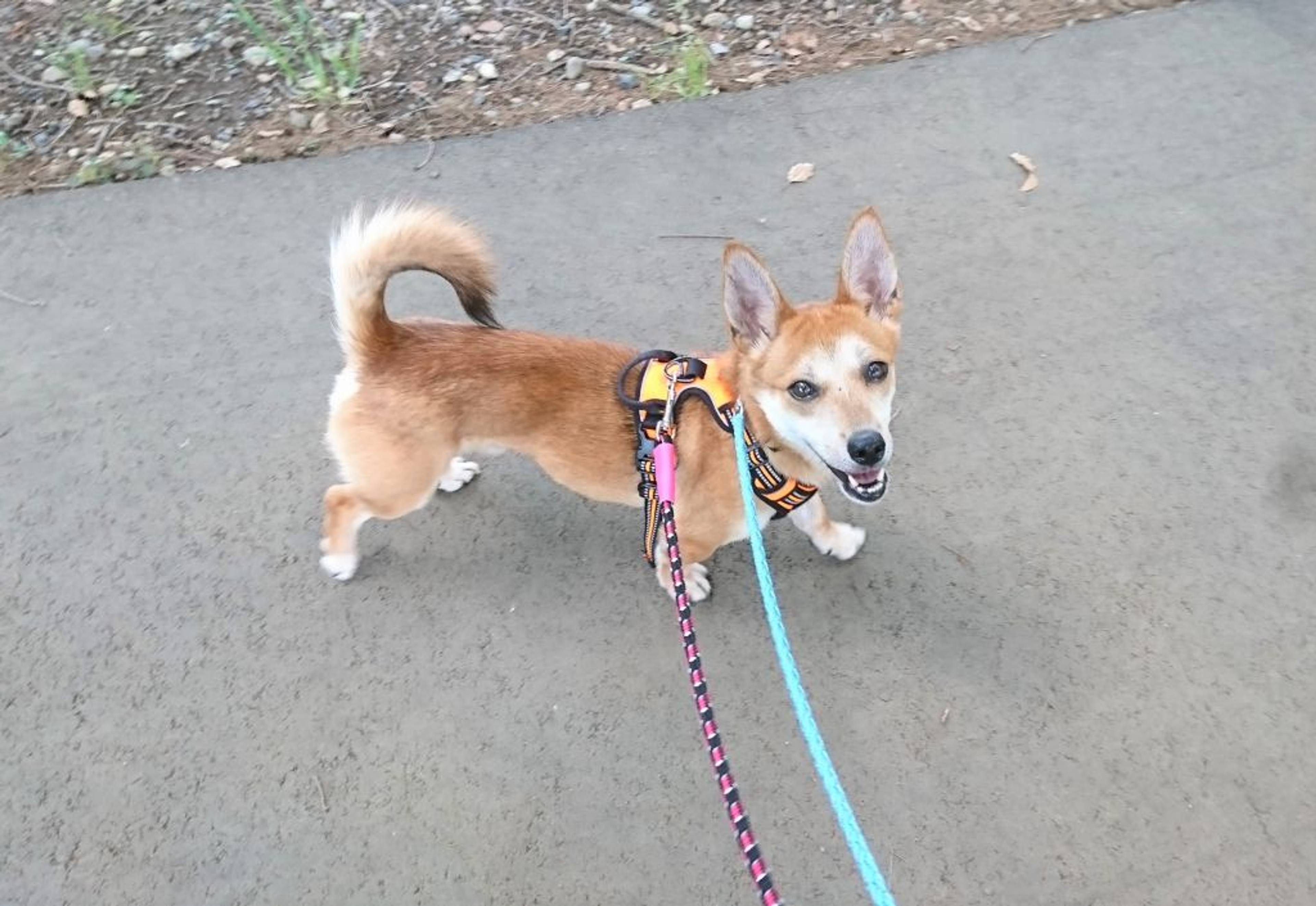 雑種（ミックス犬）・オスの里親募集の写真