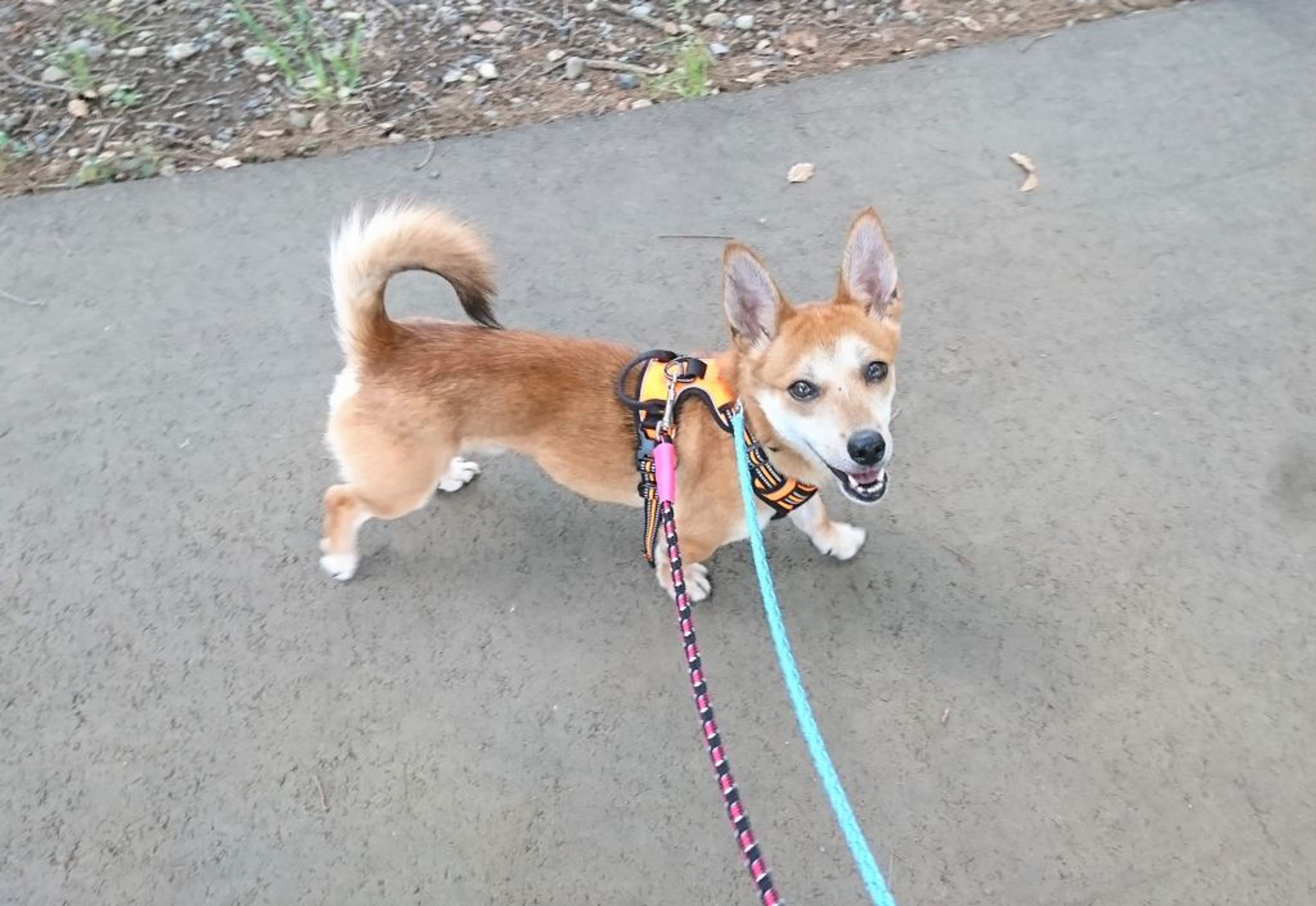 雑種（ミックス犬）・オスの里親募集の写真