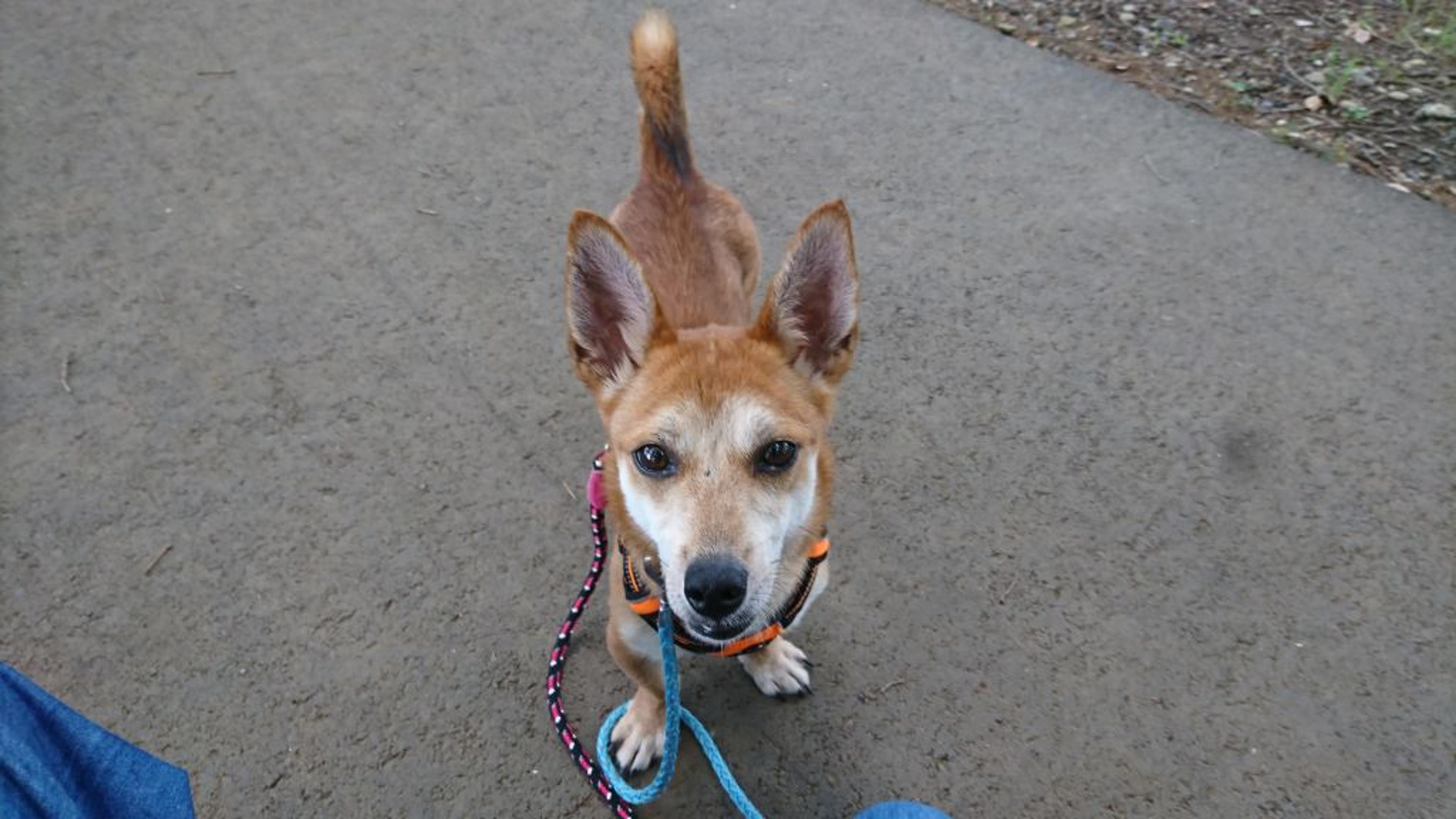 pet-image-2