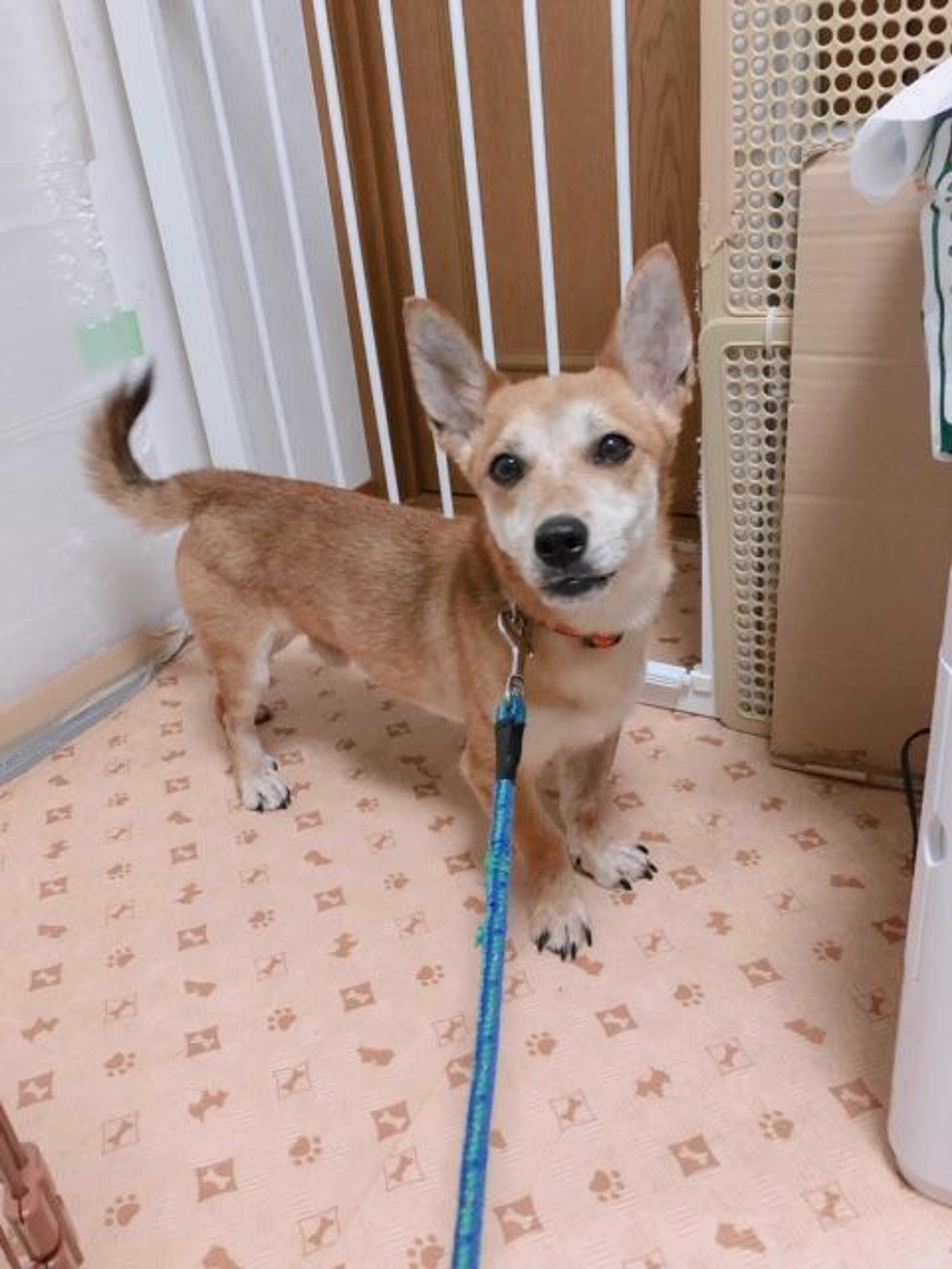 pet-image-3