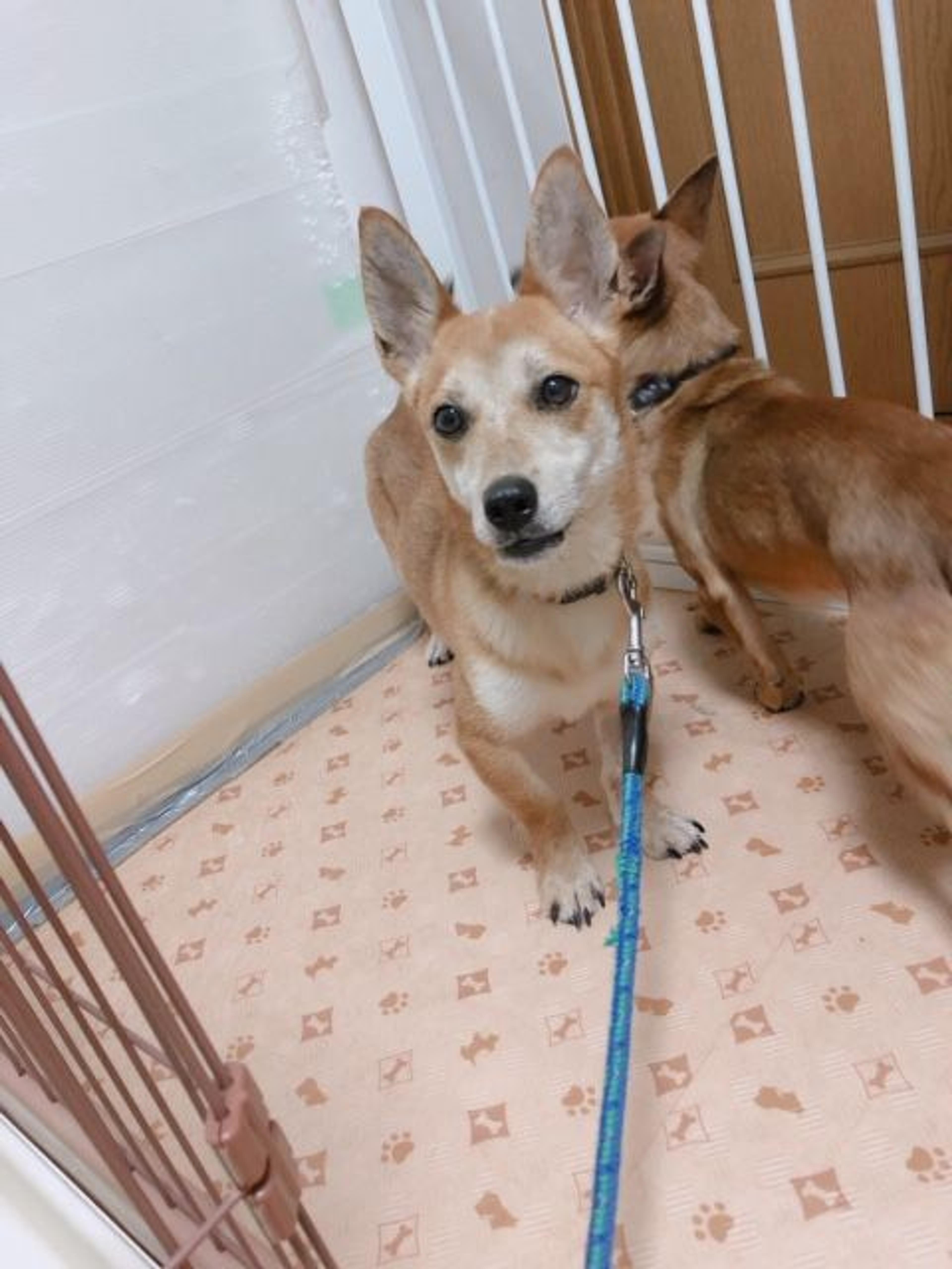 pet-image-4