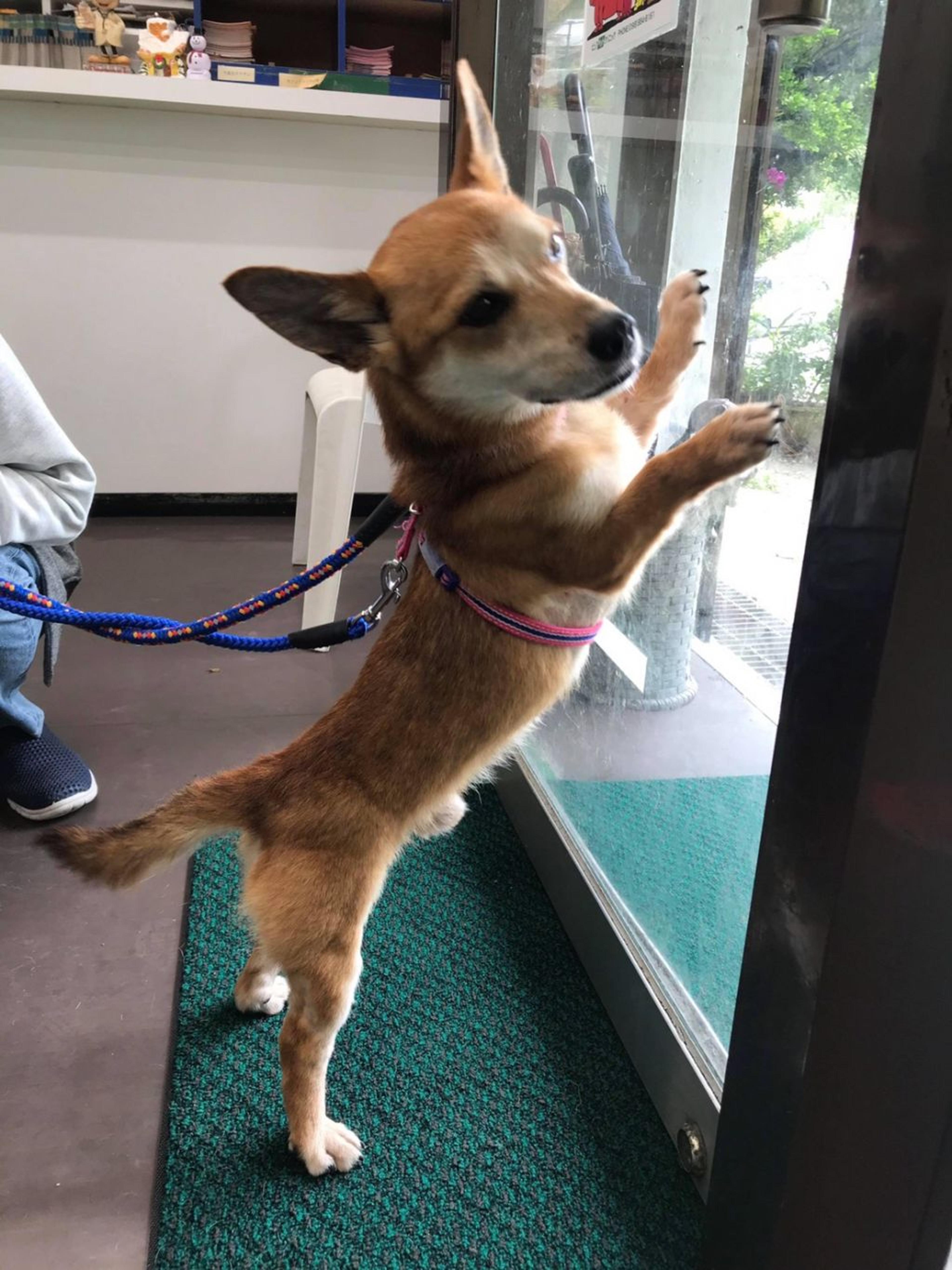 pet-image-5
