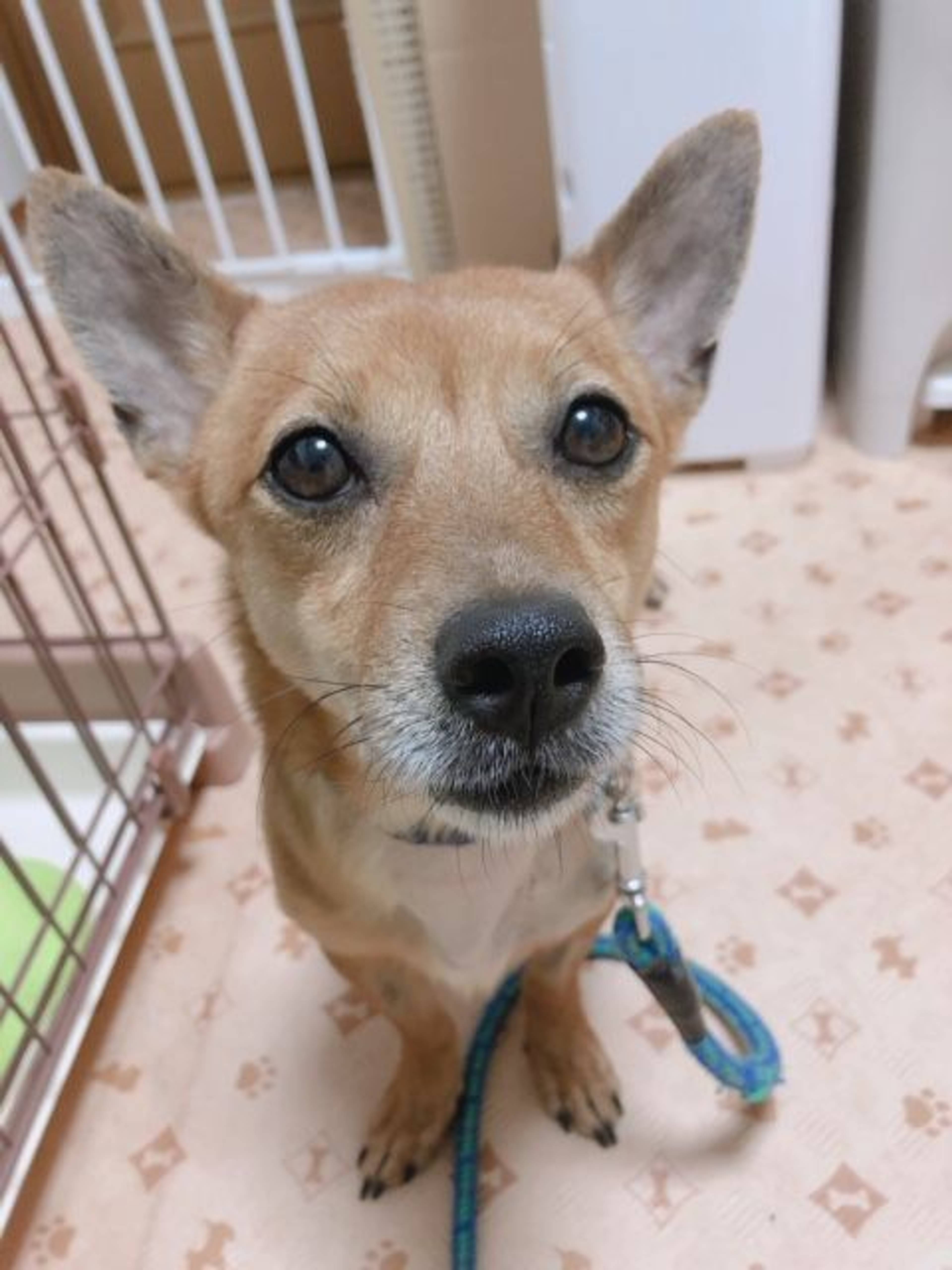 雑種（ミックス犬）・オスの里親募集の写真