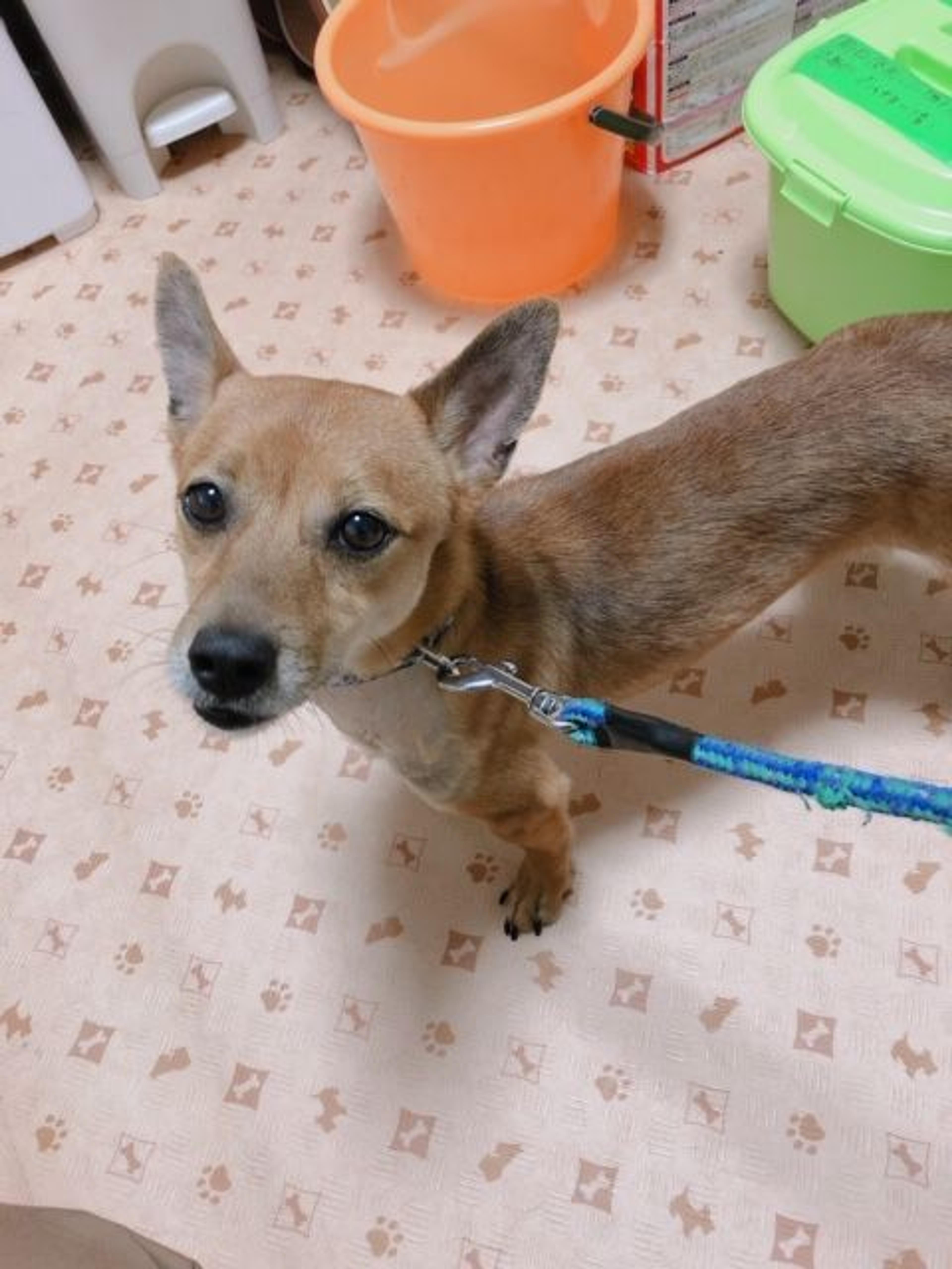 pet-image-3