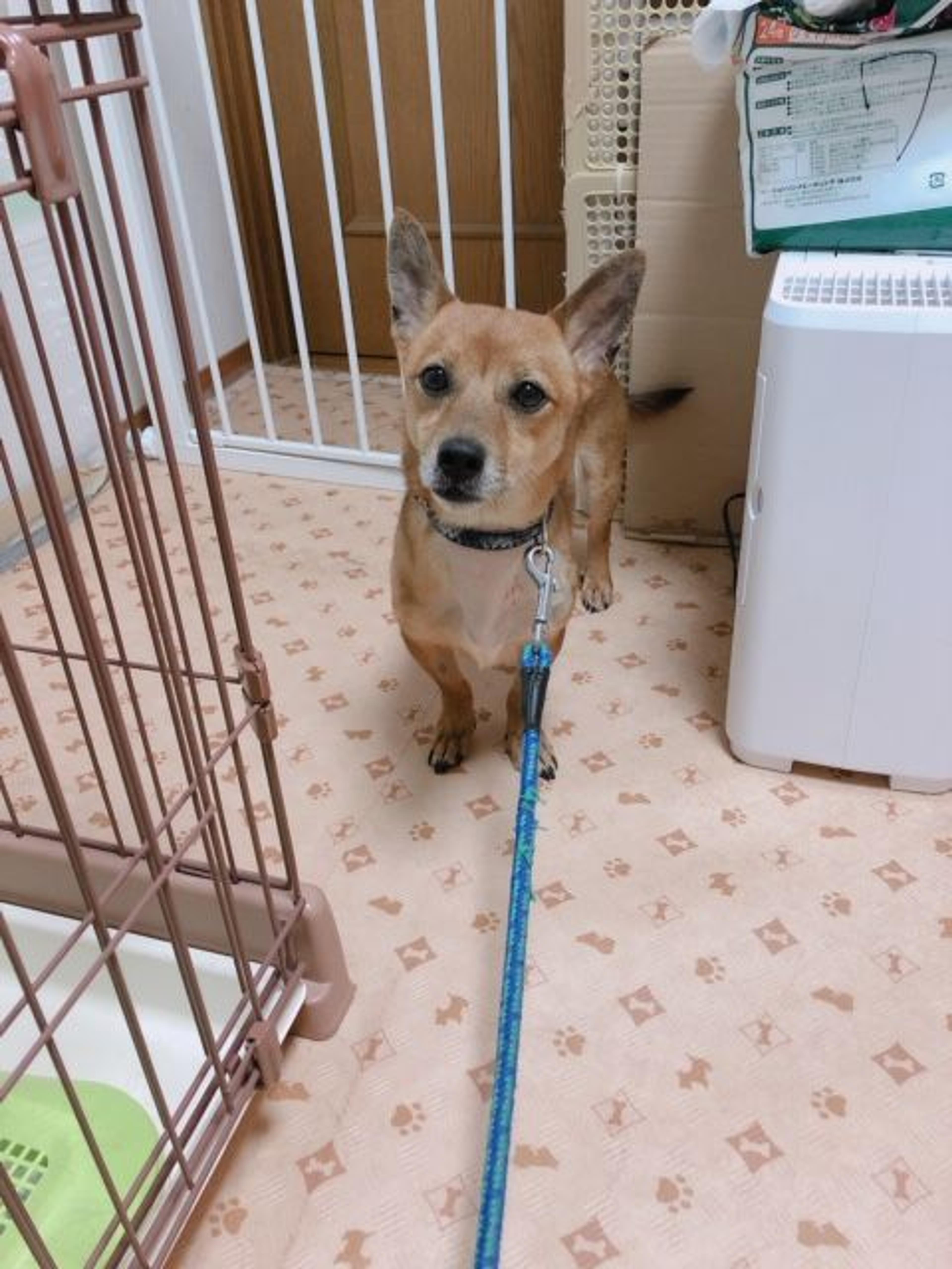 pet-image-5