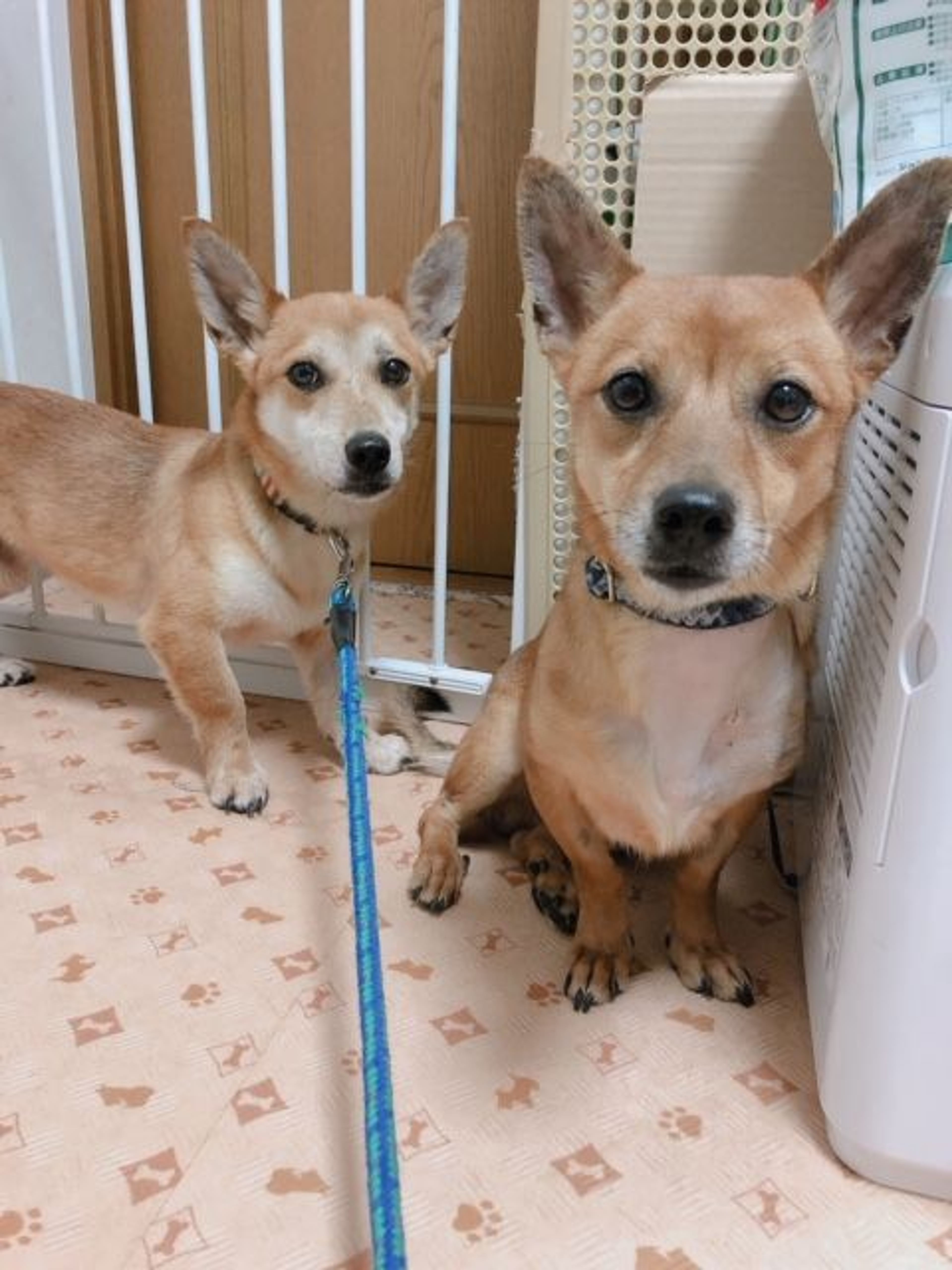 pet-image-6