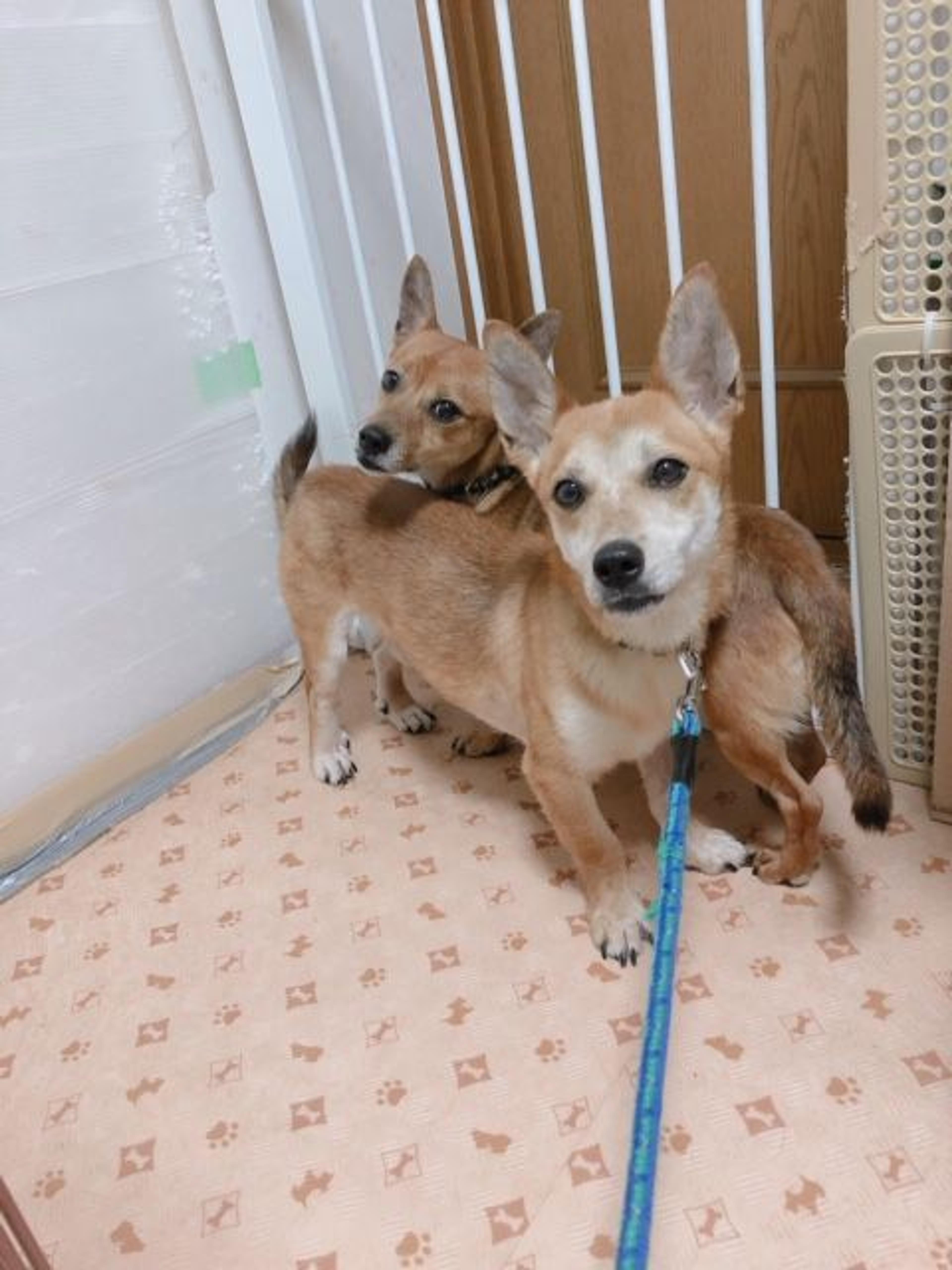 pet-image-7