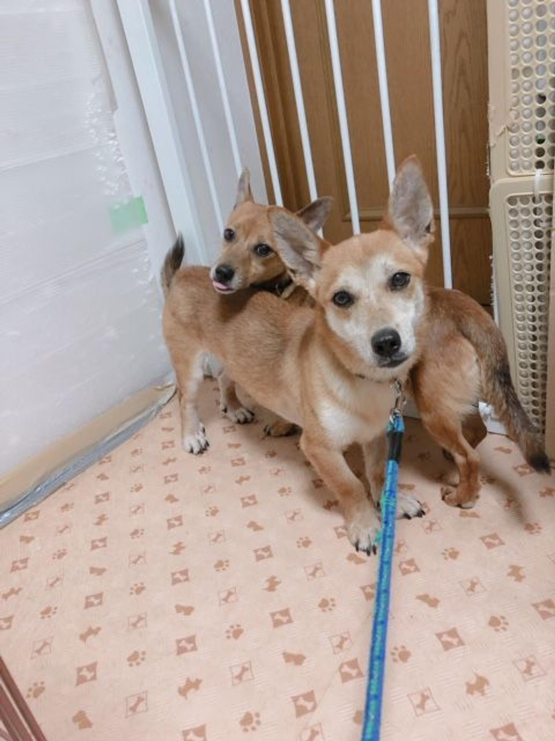 pet-image-8