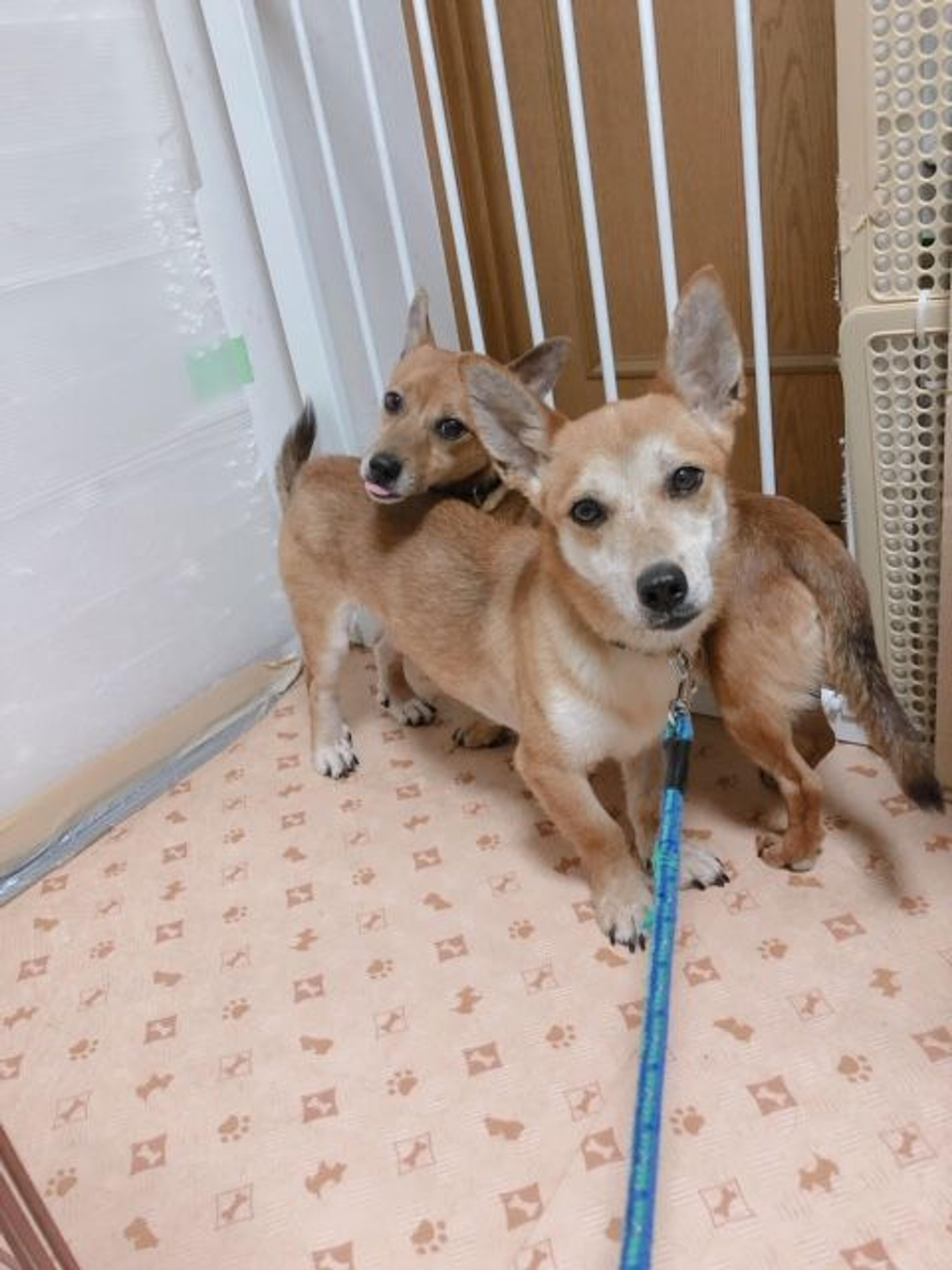 pet-image-8