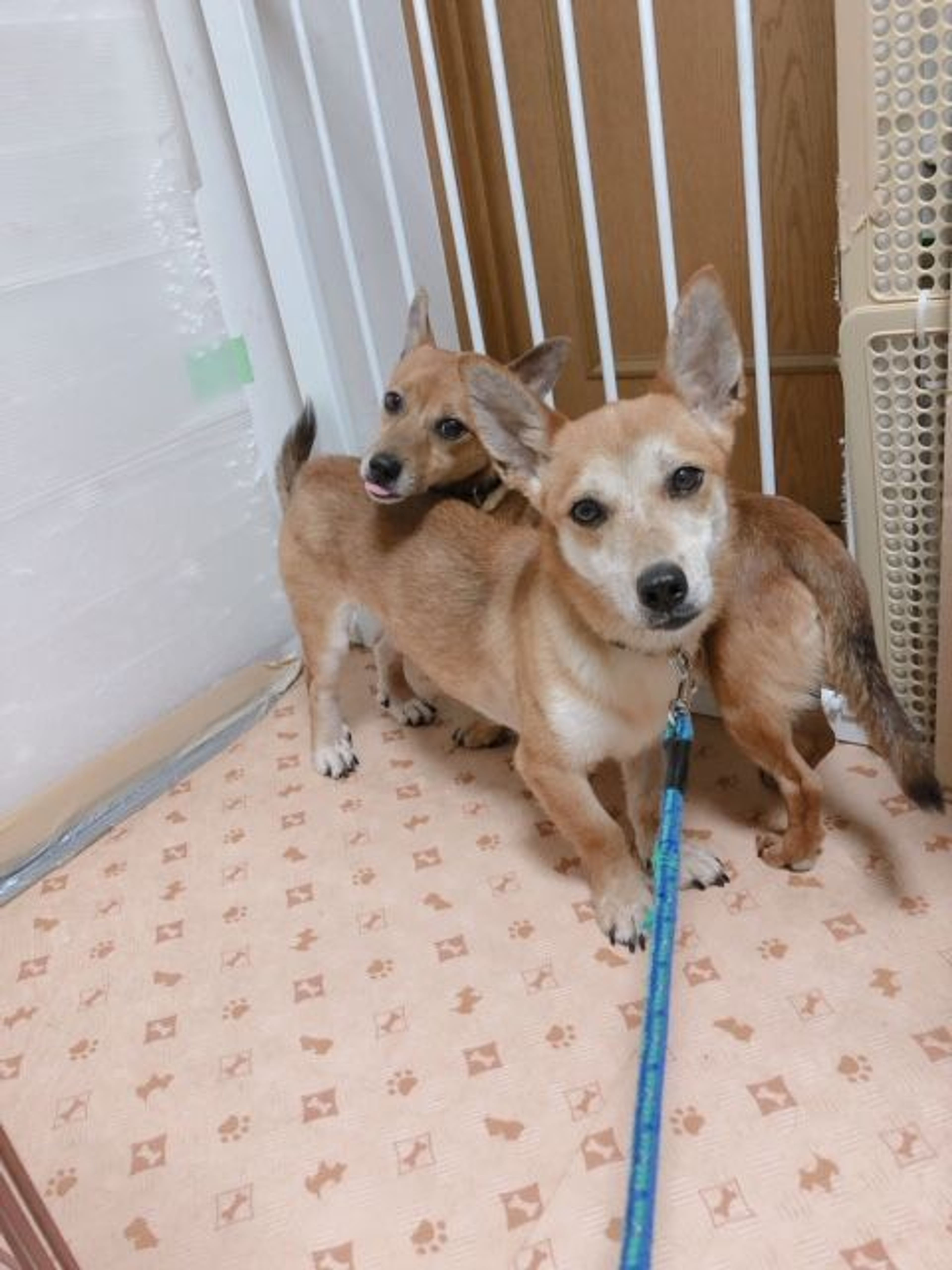 pet-image-8