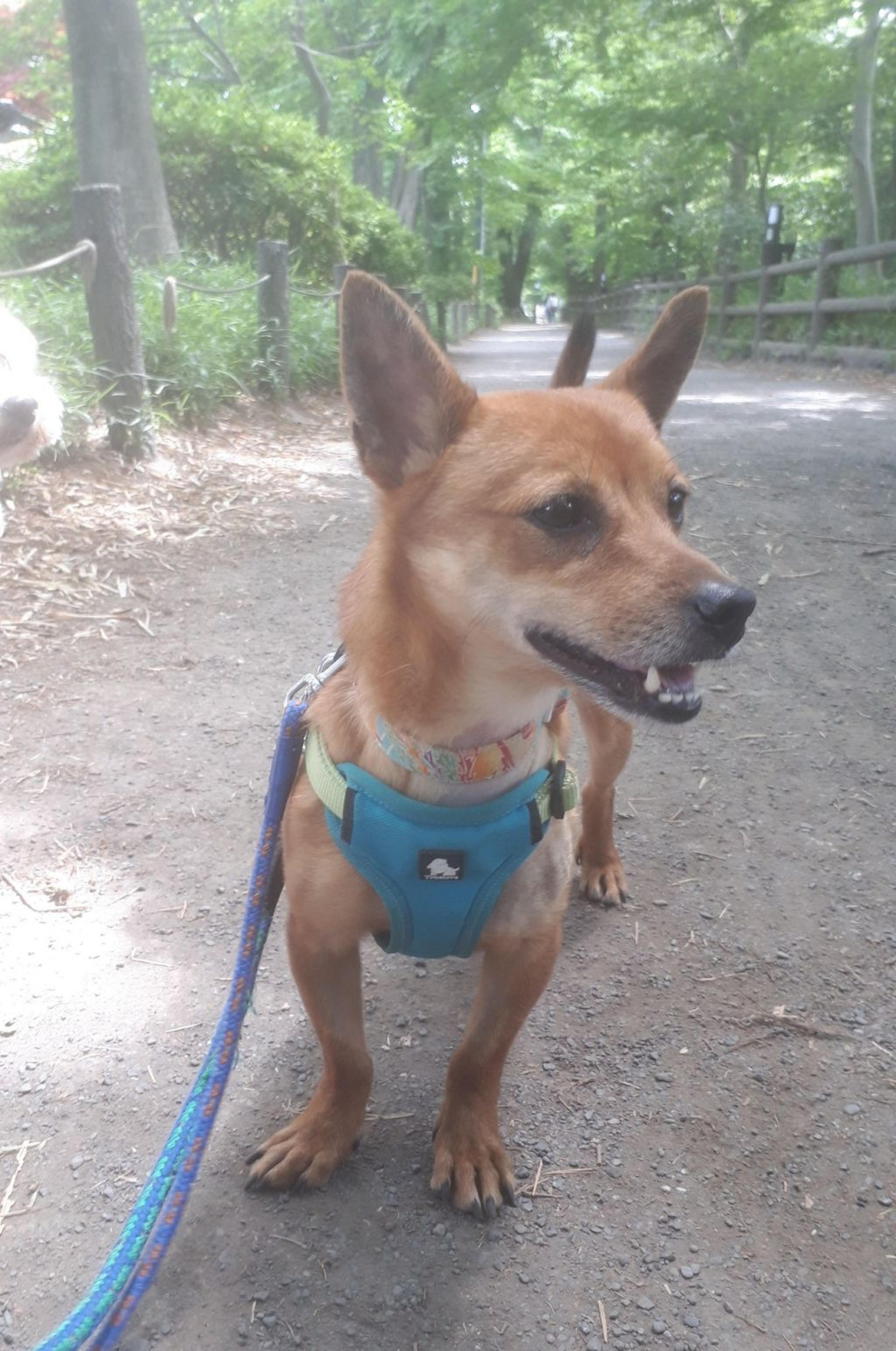 pet-image-2