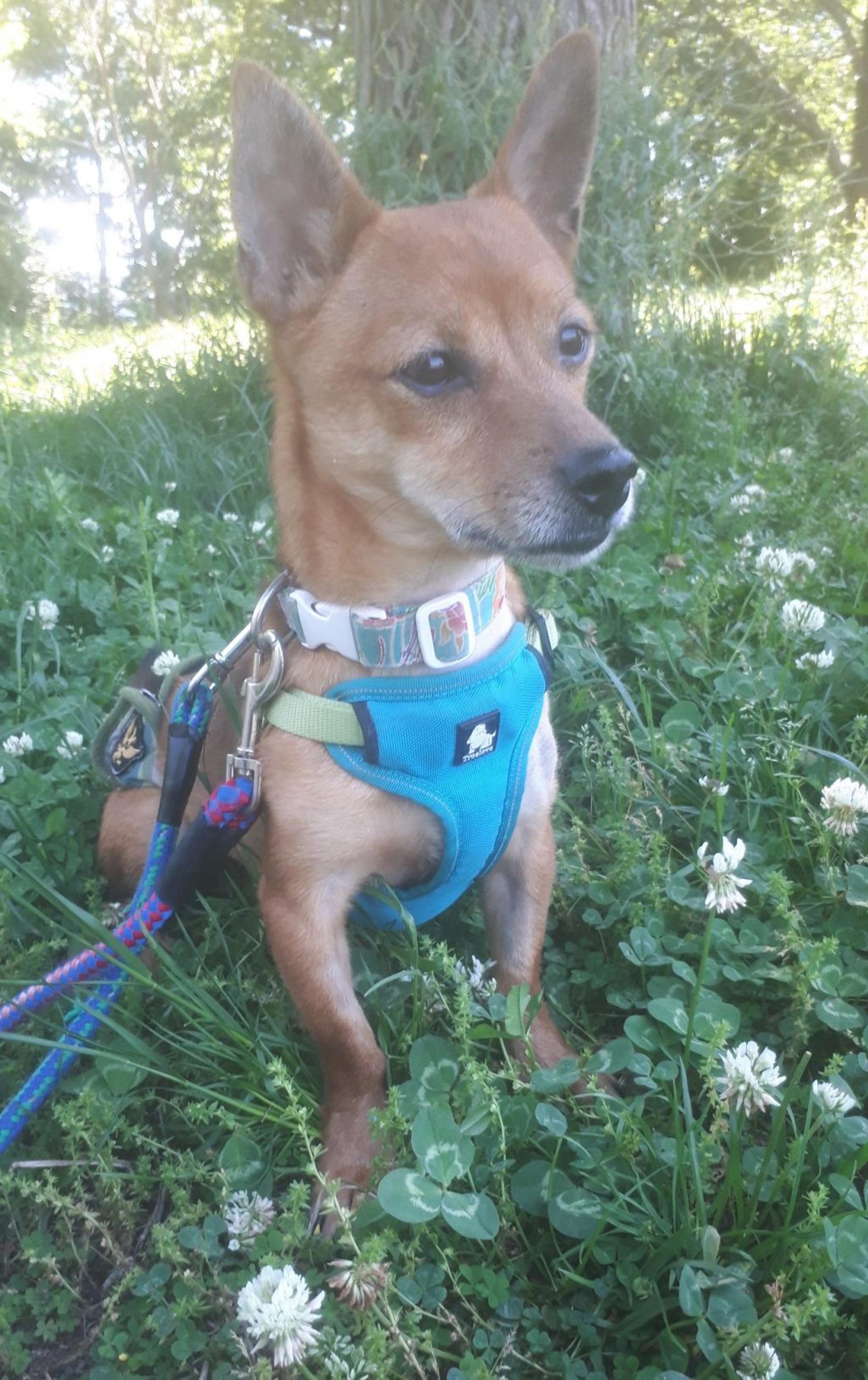 pet-image-4
