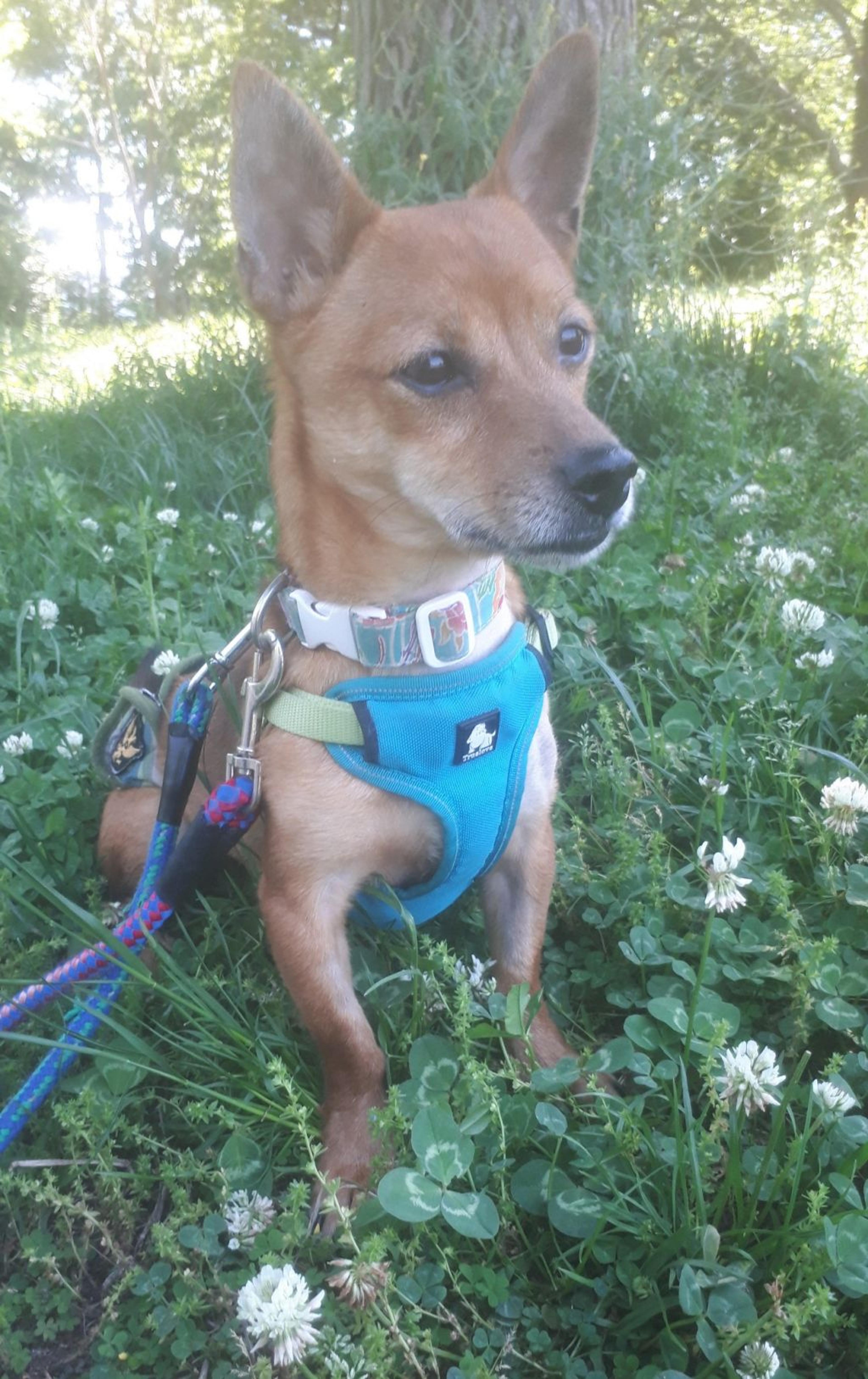 pet-image-4