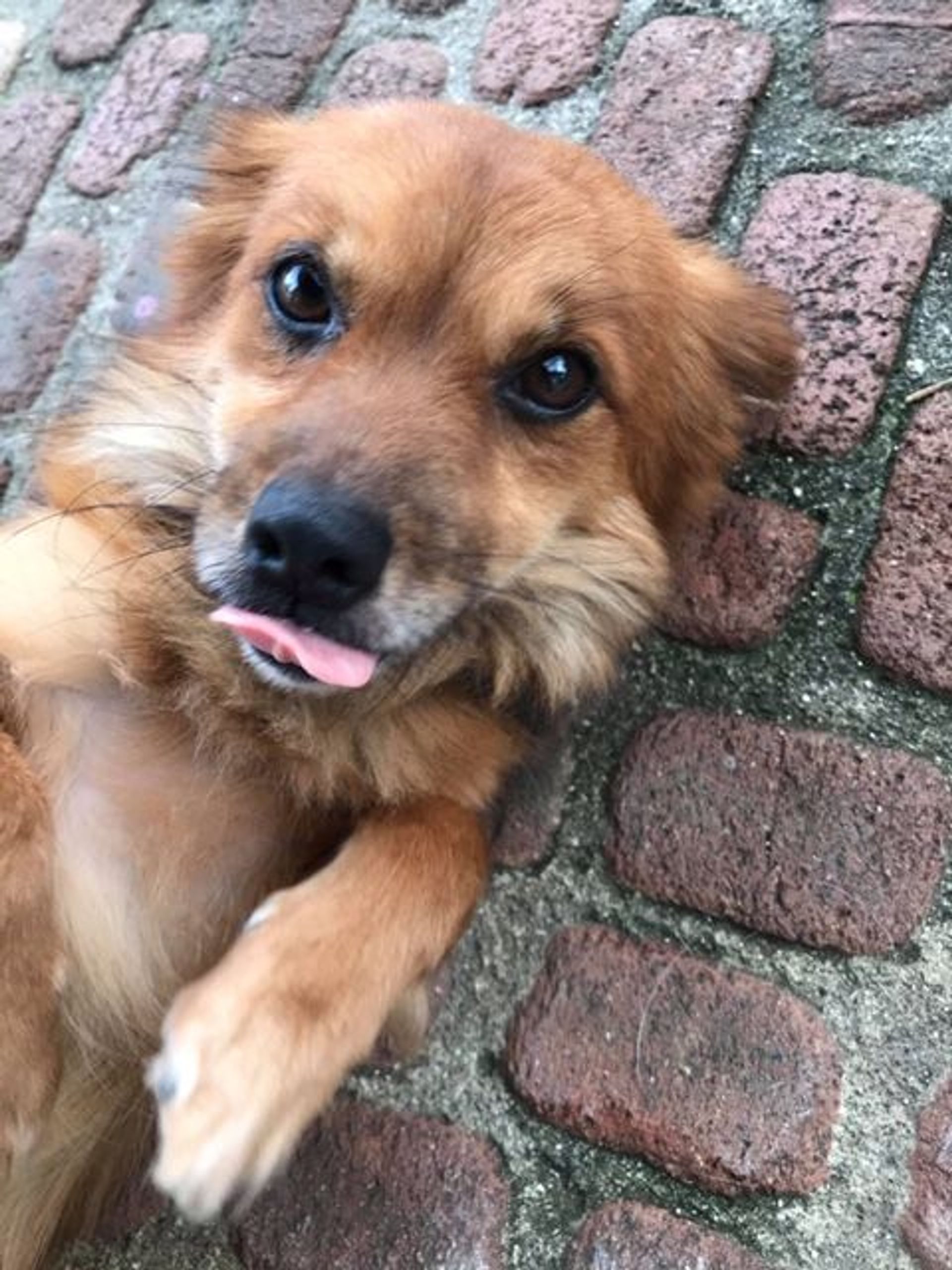 雑種（ミックス犬）・オスの里親募集の写真