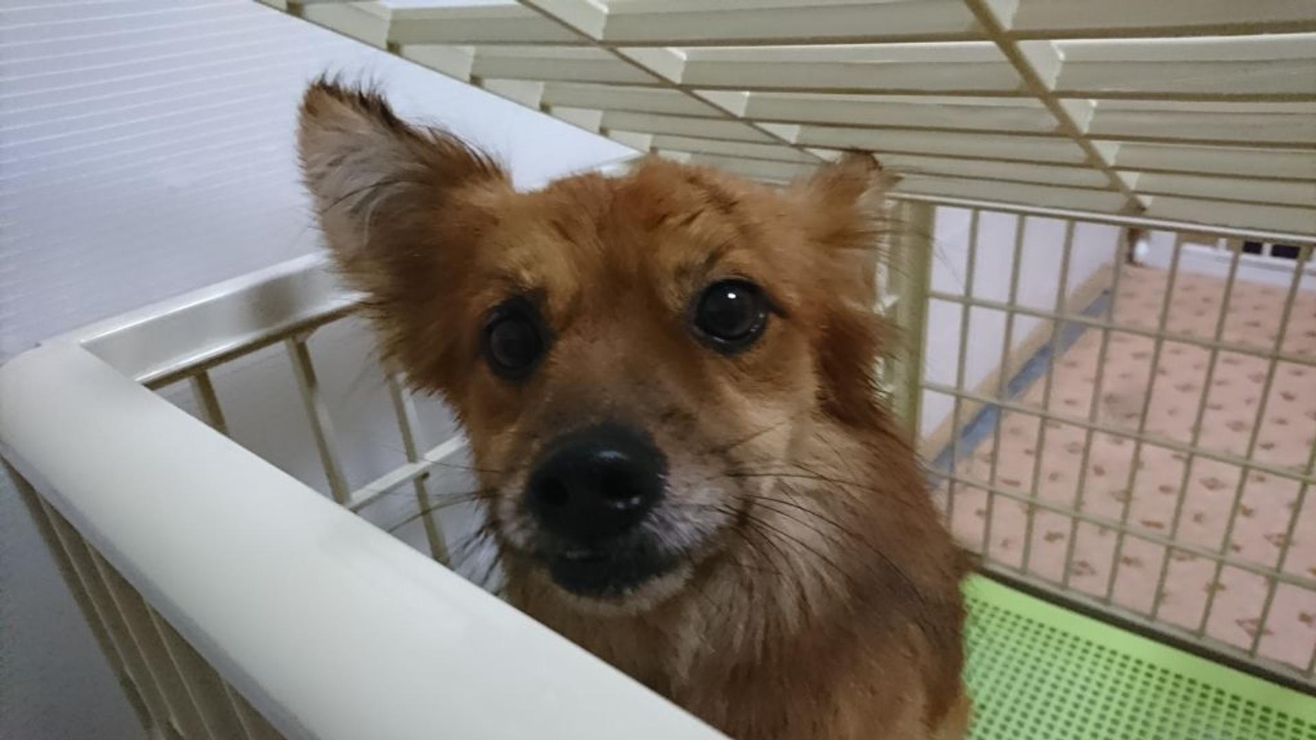 pet-image-3