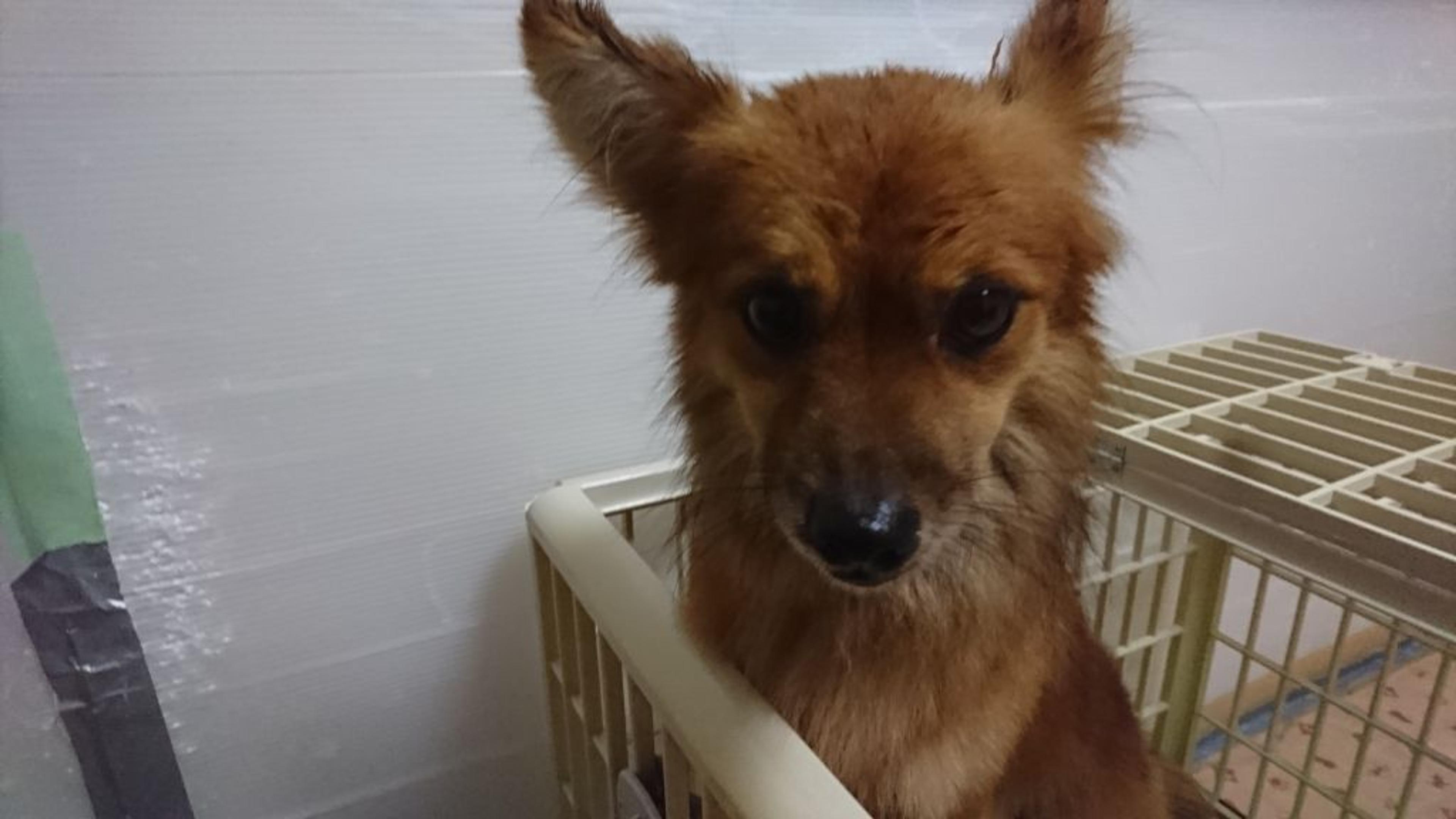 pet-image-4