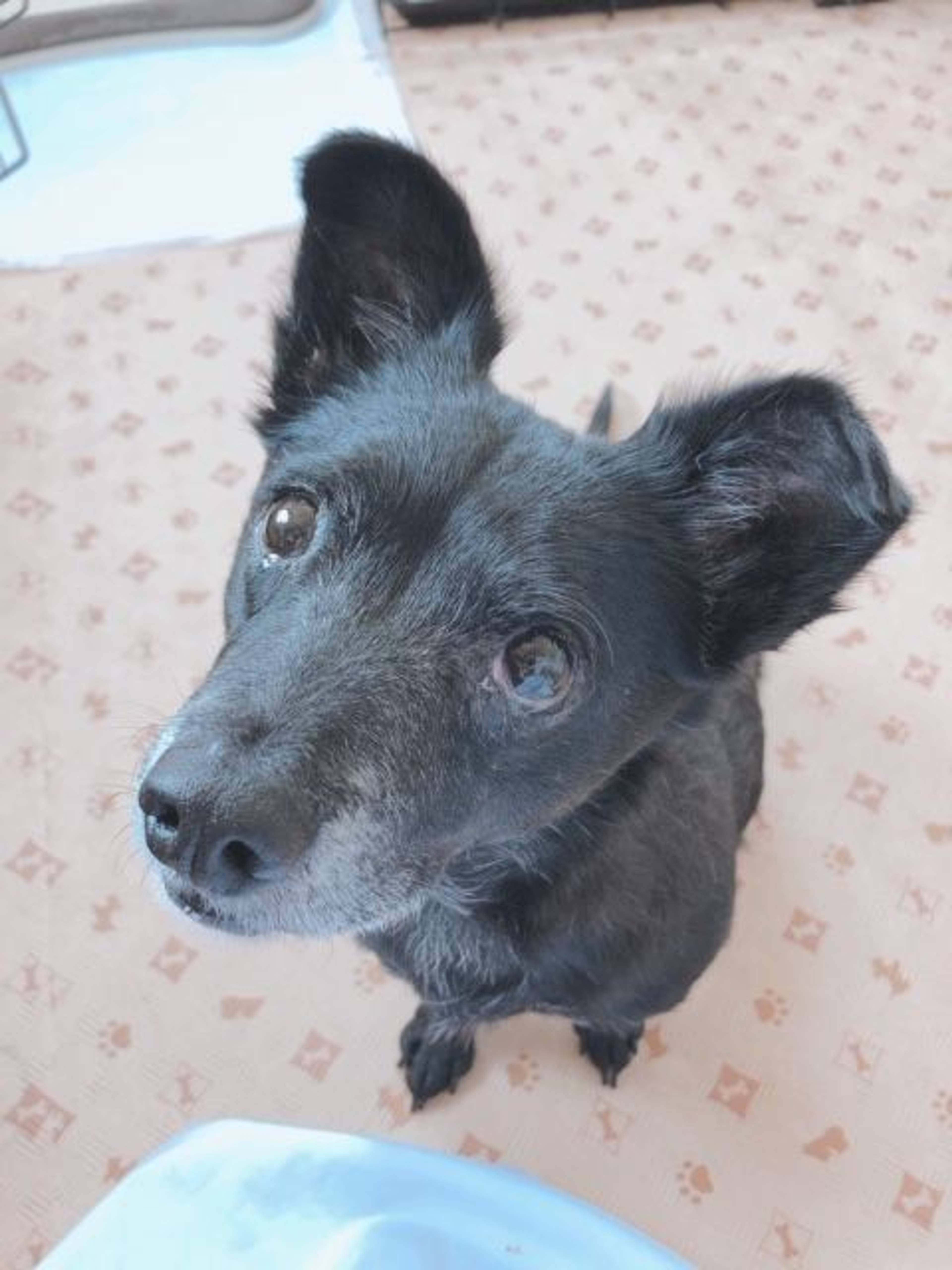 雑種（ミックス犬）・オスの里親募集の写真