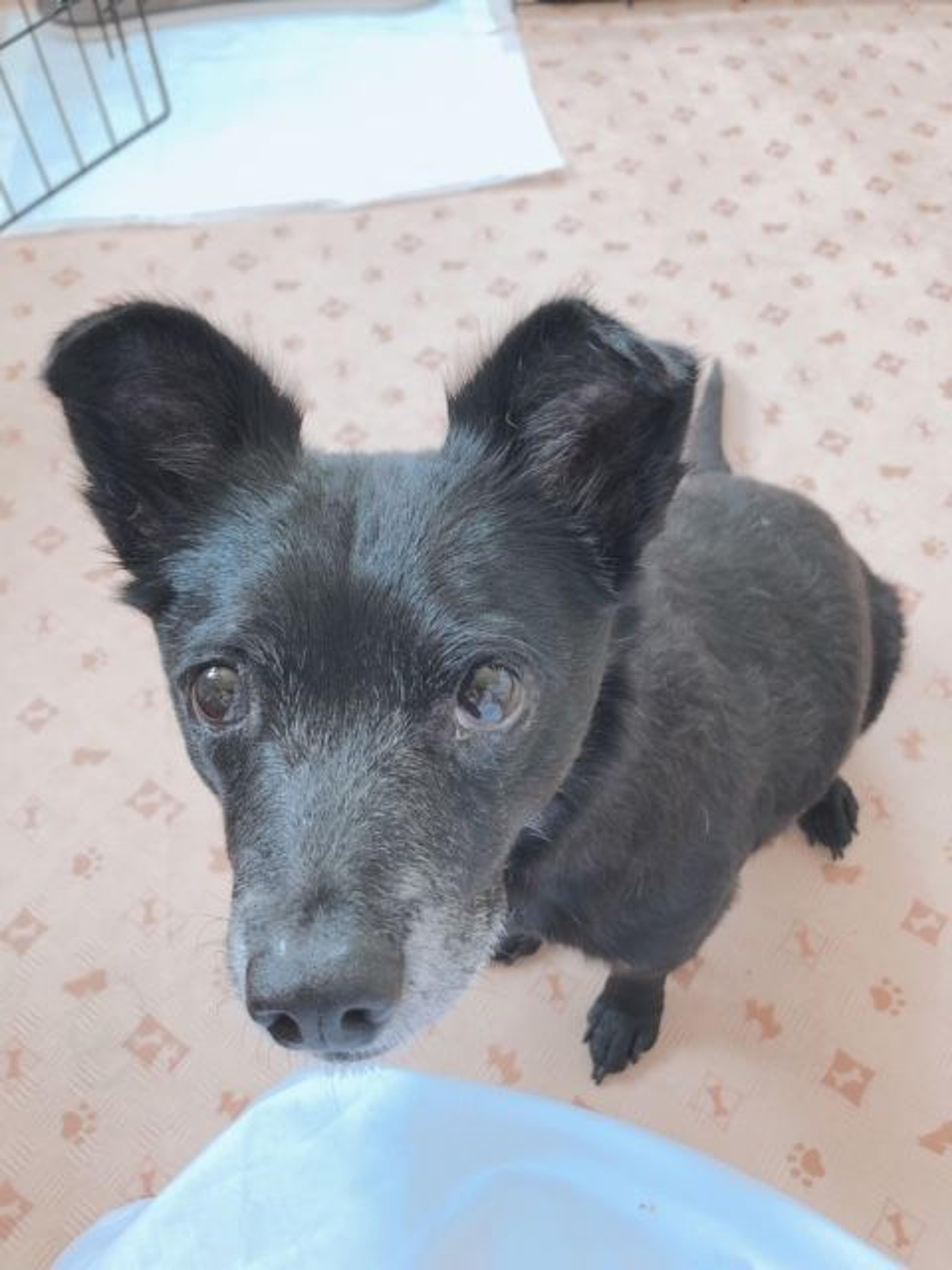 pet-image-2