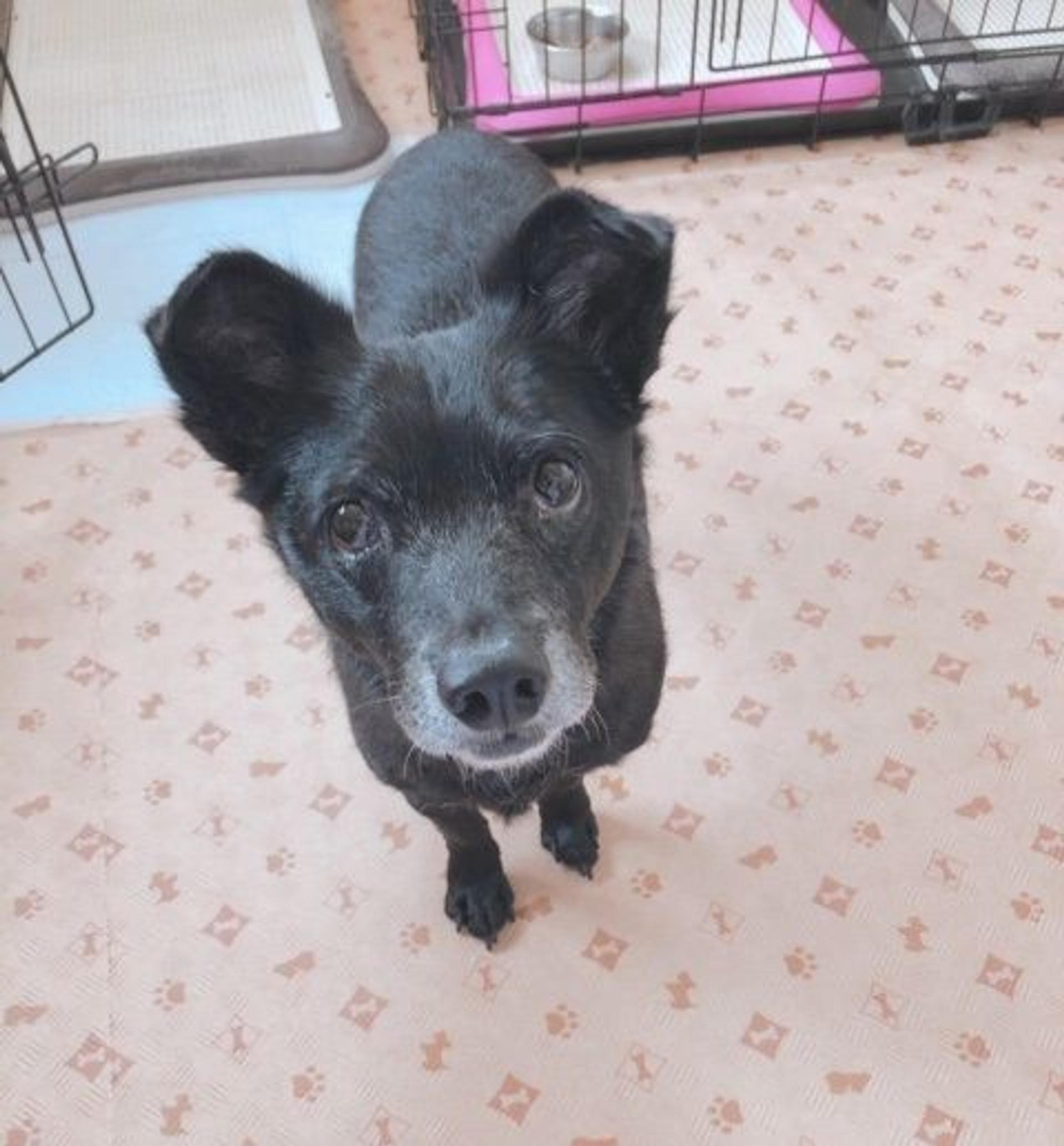 pet-image-3