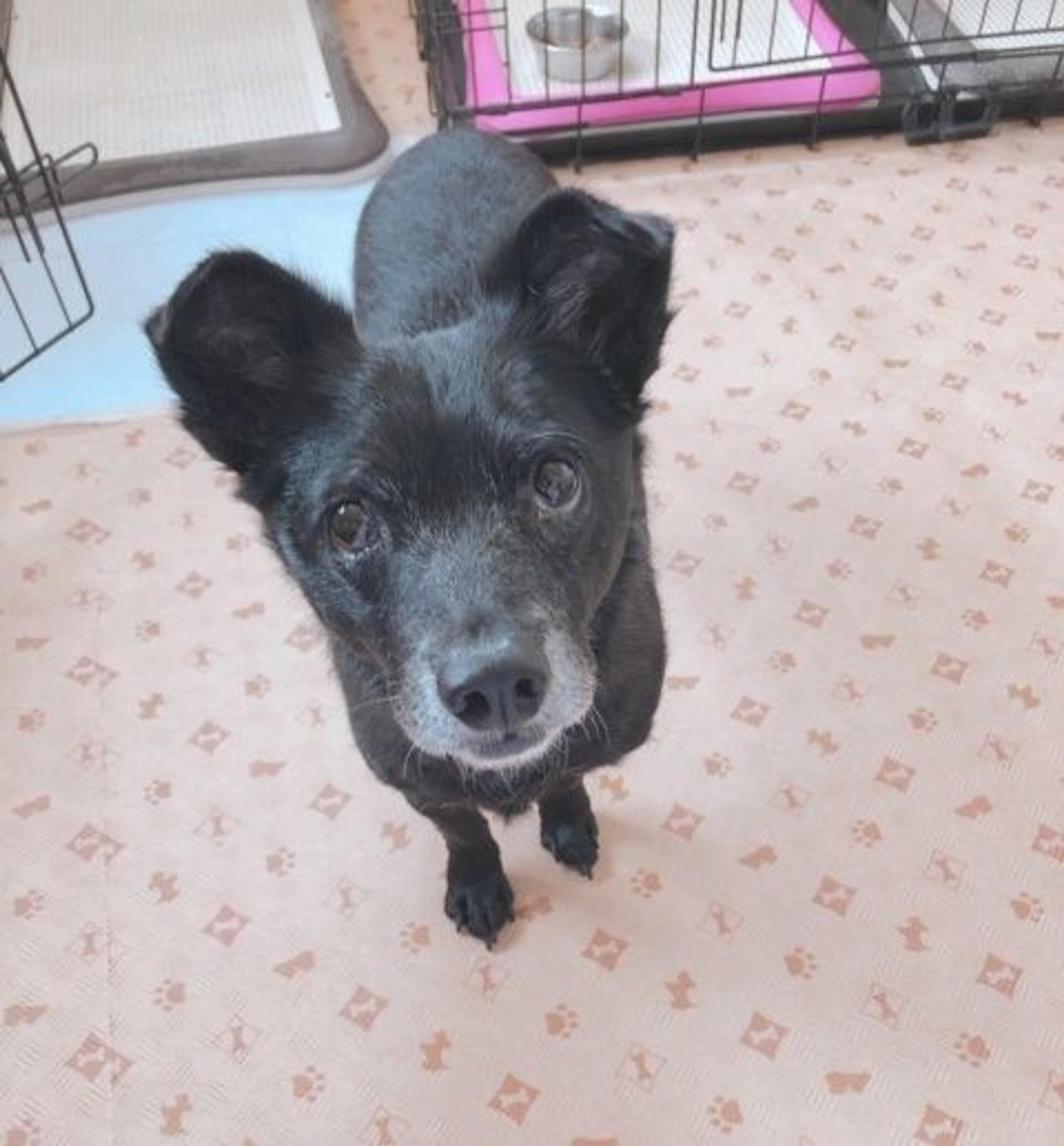 pet-image-3