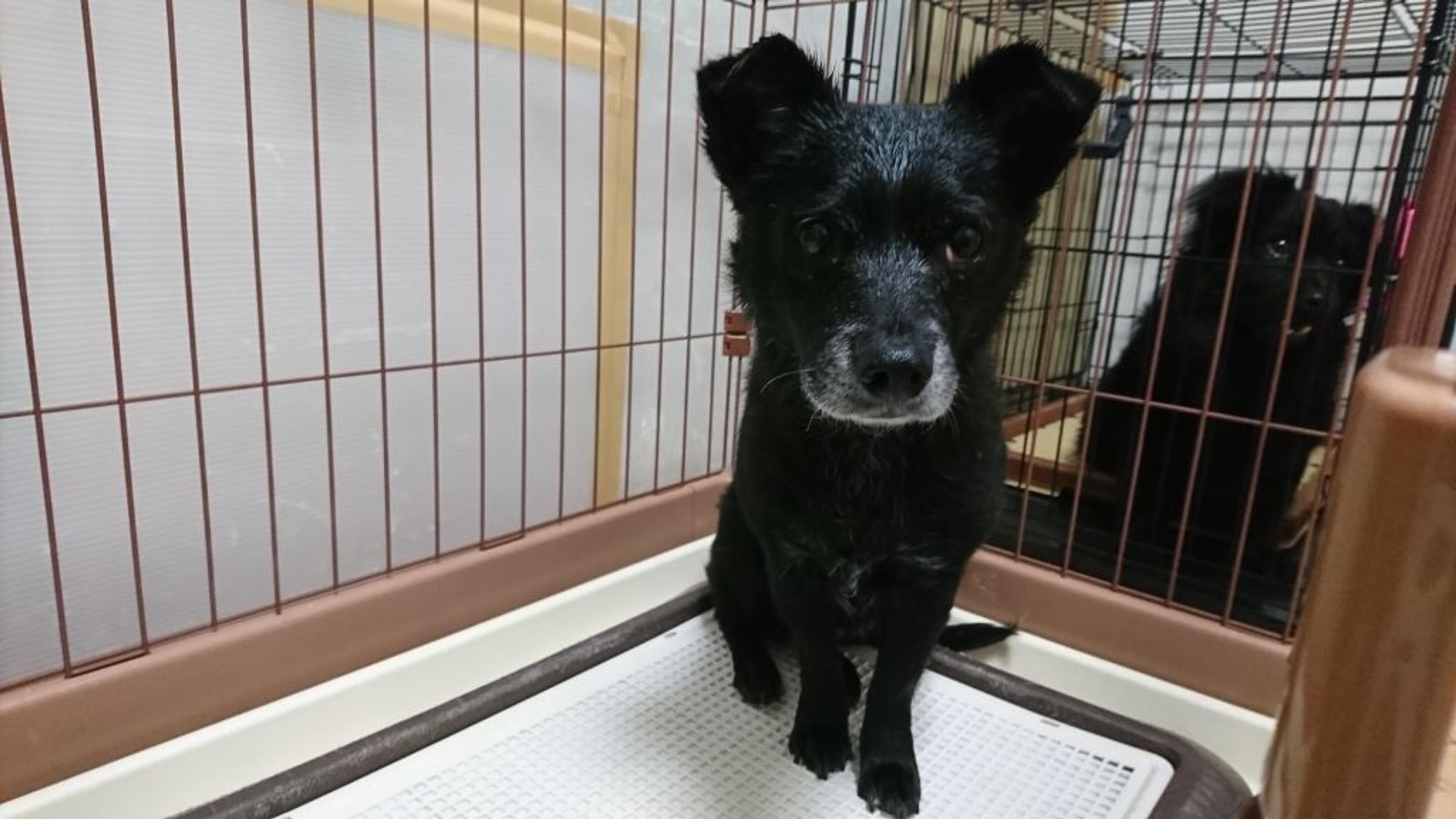 pet-image-5