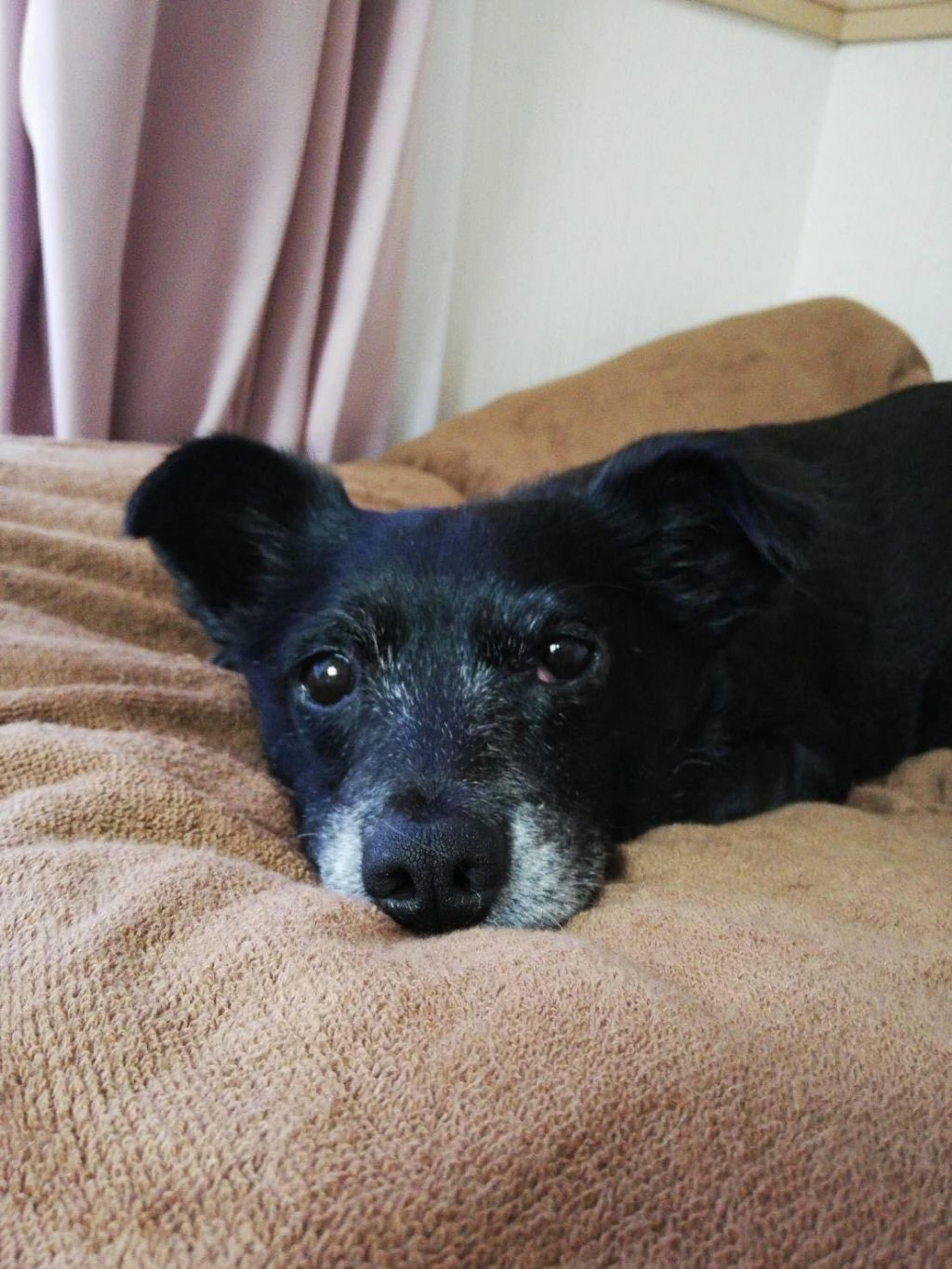 pet-image-6