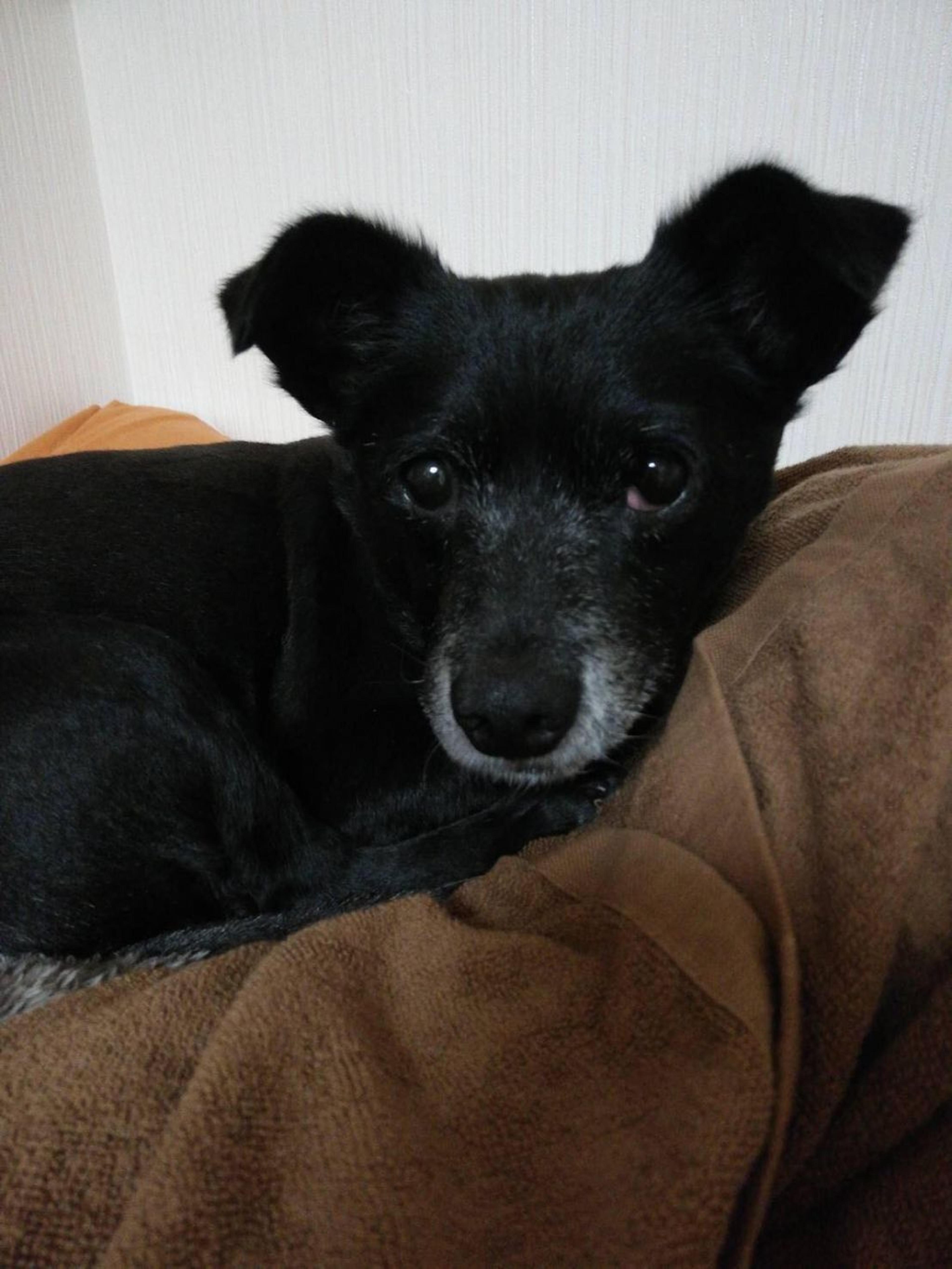 pet-image-7