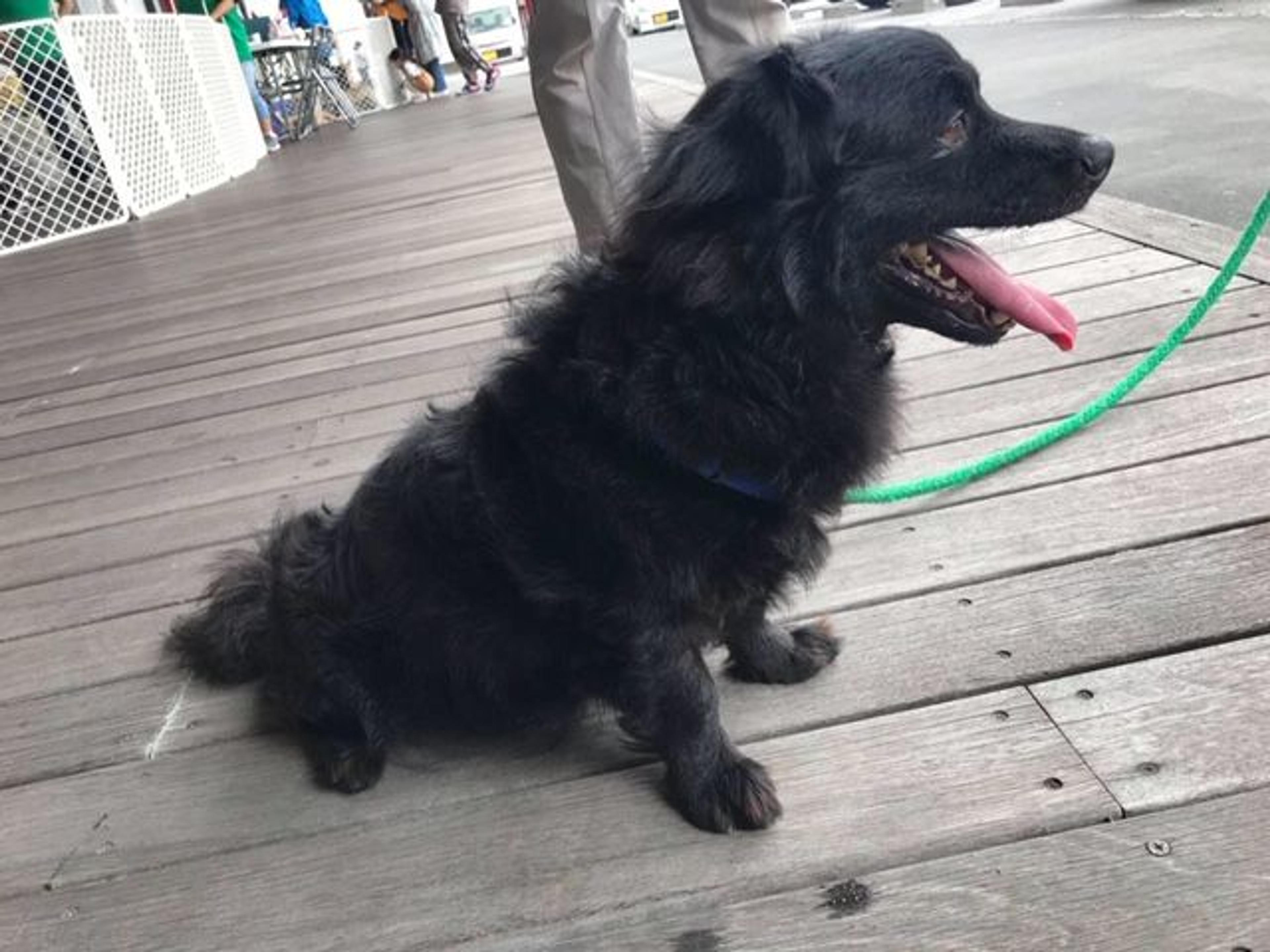 pet-image-3